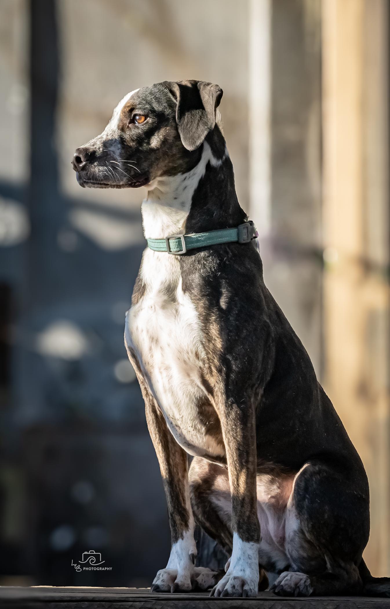 Rue Rue, Adopted, Young Female Pointer & Australian Kelpie.