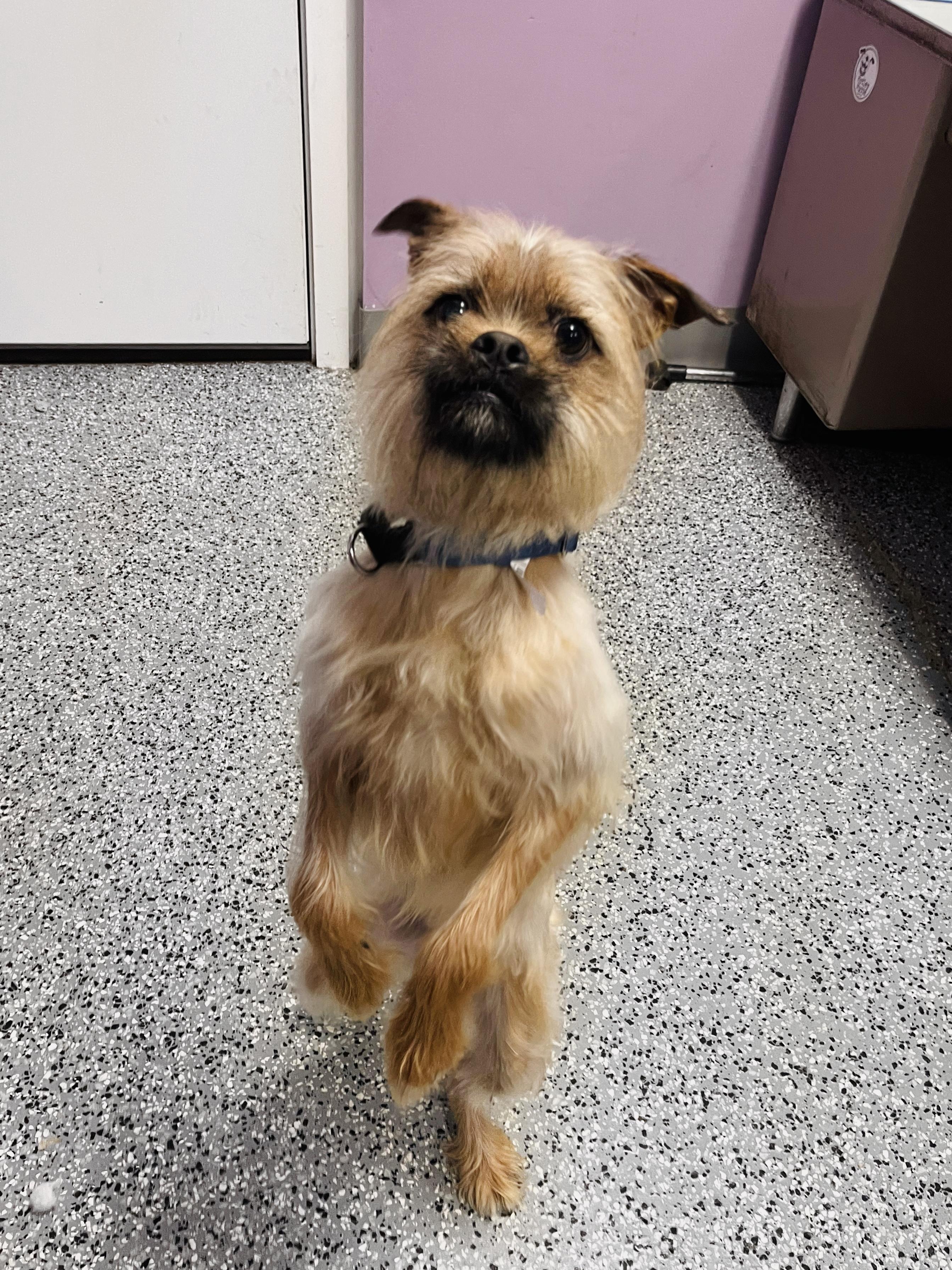 Enlarge Mohegan in NH! Come Meet our Adoptable Dogs Wednesday-Saturday. More info in Bio! , a ADOPTABLE mixed breed in Manchester, NH image 3/4