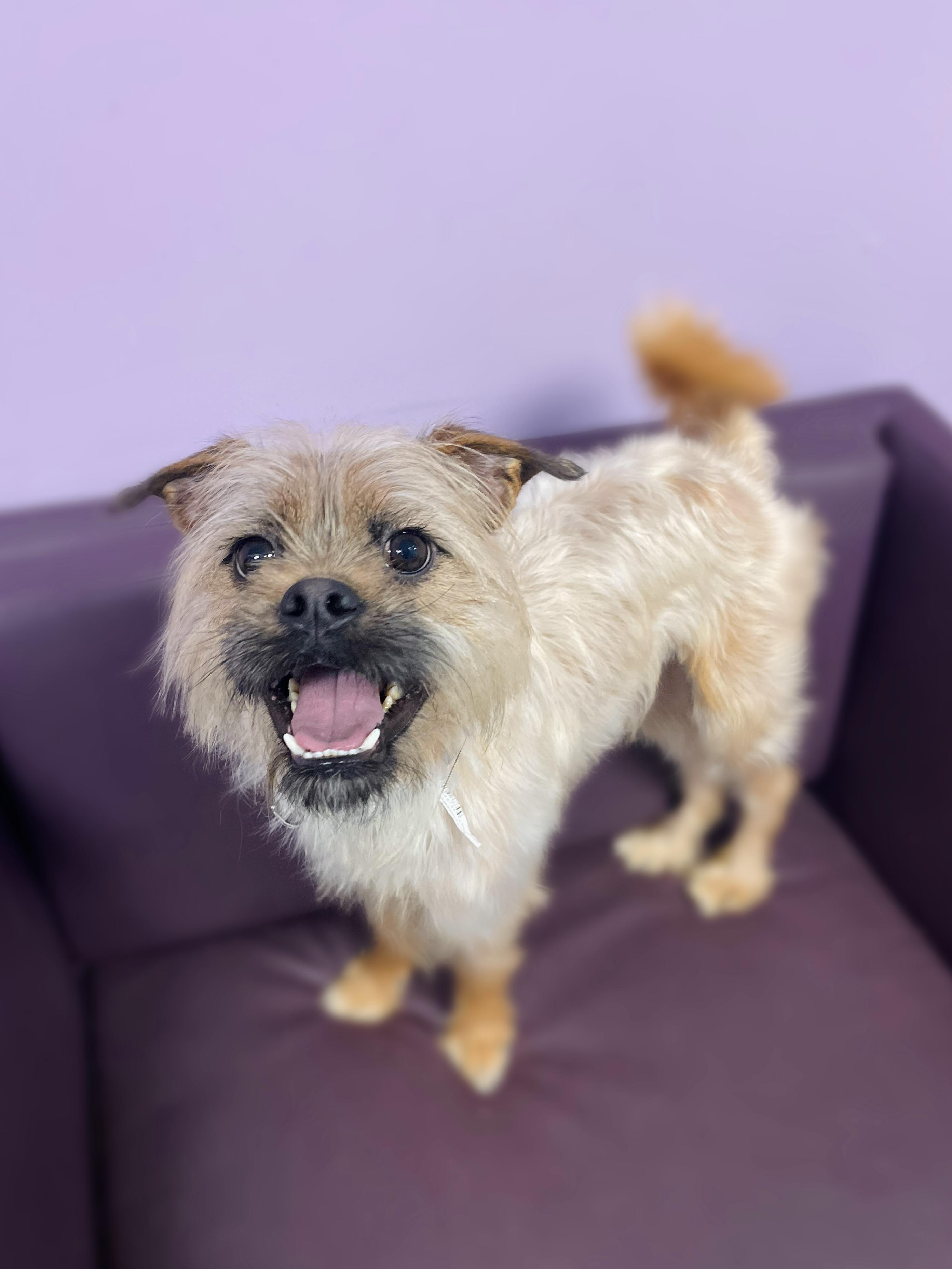 Mohegan in NH! Come Meet our Adoptable Dogs Wednesday-Saturday. More info in Bio! , ADOPTABLE, Adult Male Yorkshire Terrier.