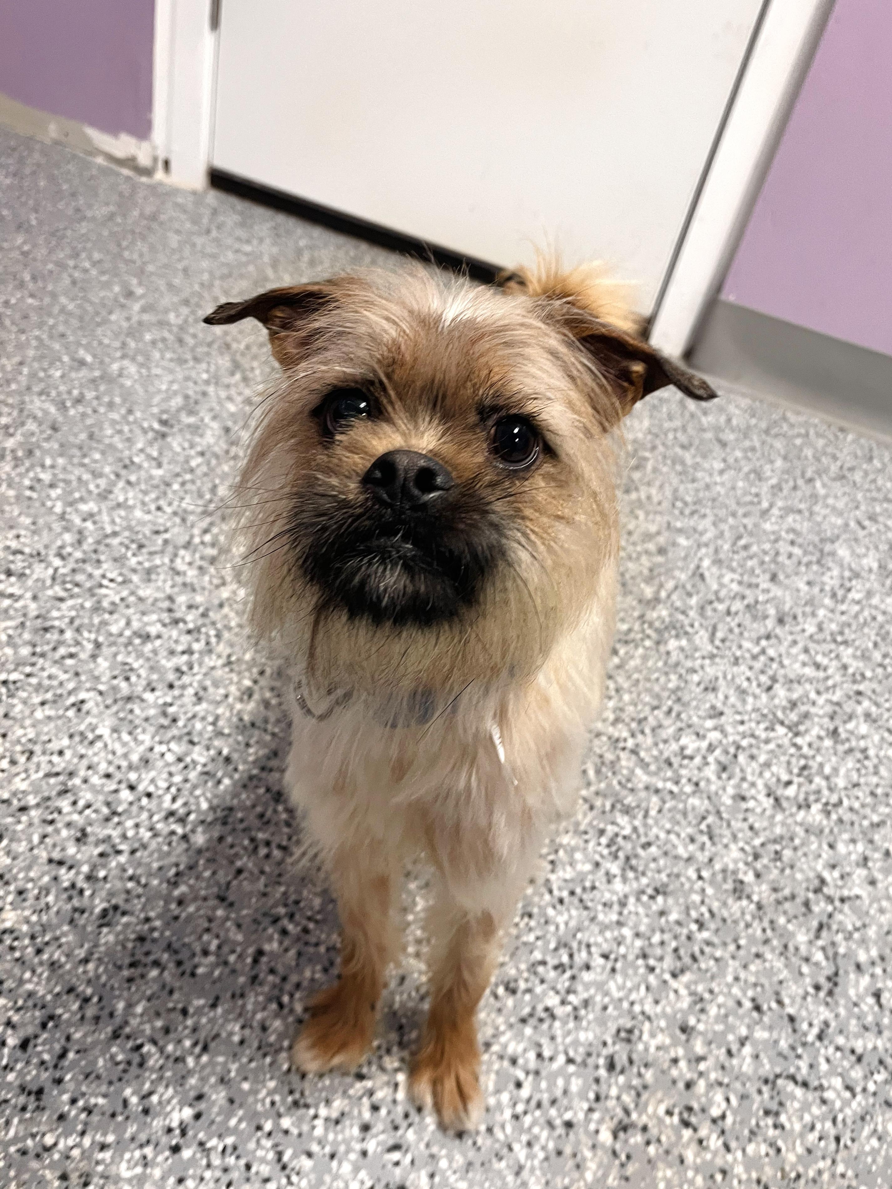 Enlarge Mohegan in NH! Come Meet our Adoptable Dogs Wednesday-Saturday. More info in Bio! , a ADOPTABLE mixed breed in Manchester, NH image 4/4