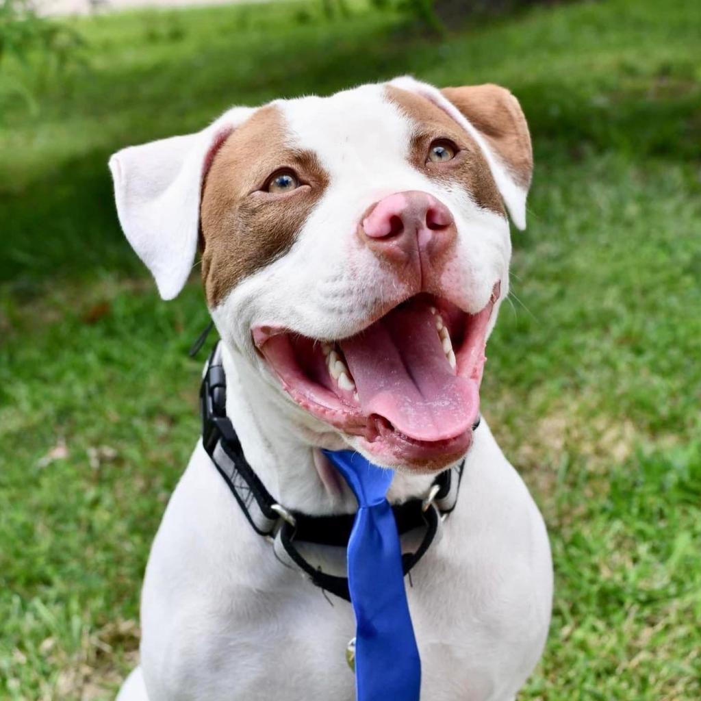 Samson, a Adoptable American Staffordshire Terrier in St. Peters, MO image 3/4