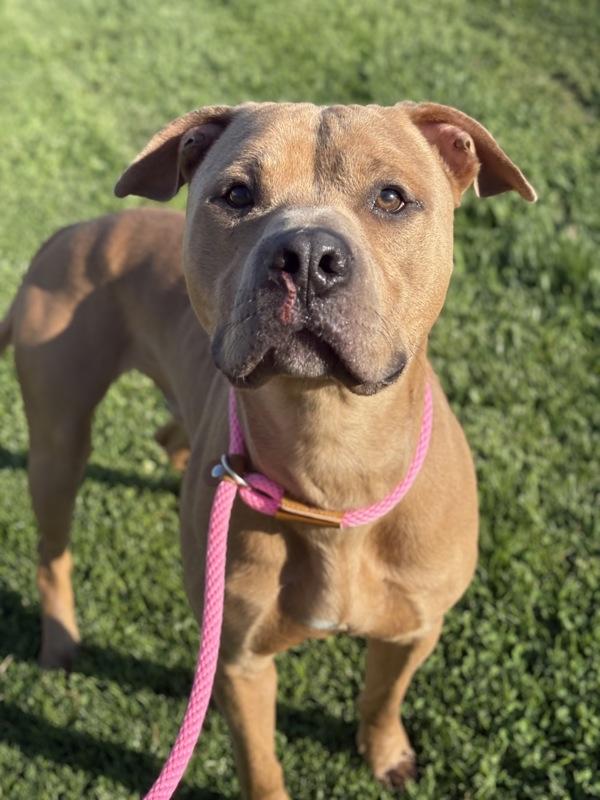 Leon, Adoptable, Adult Male Pit Bull Terrier.