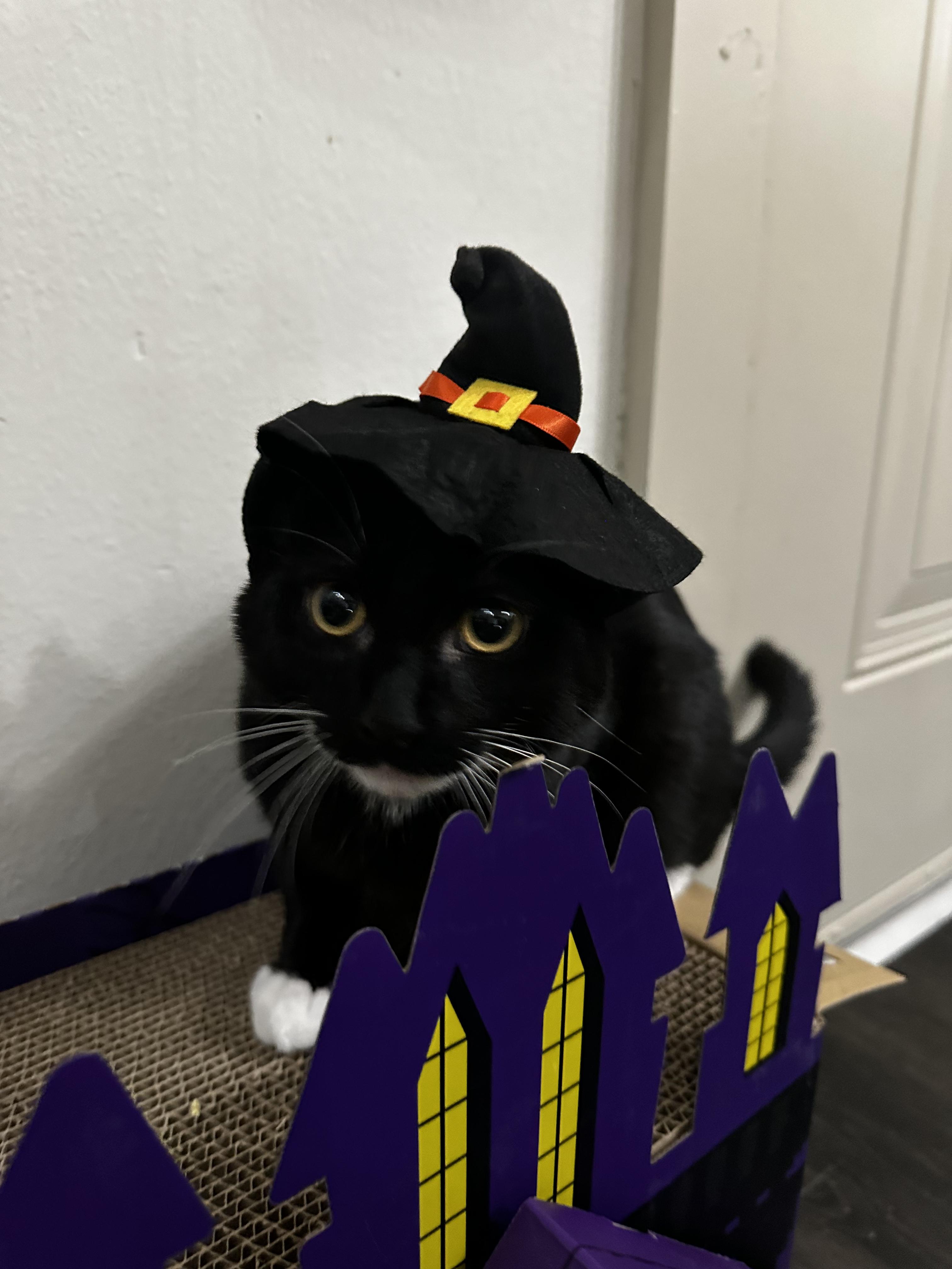 Po, Adopted, Kitten Male American Shorthair.