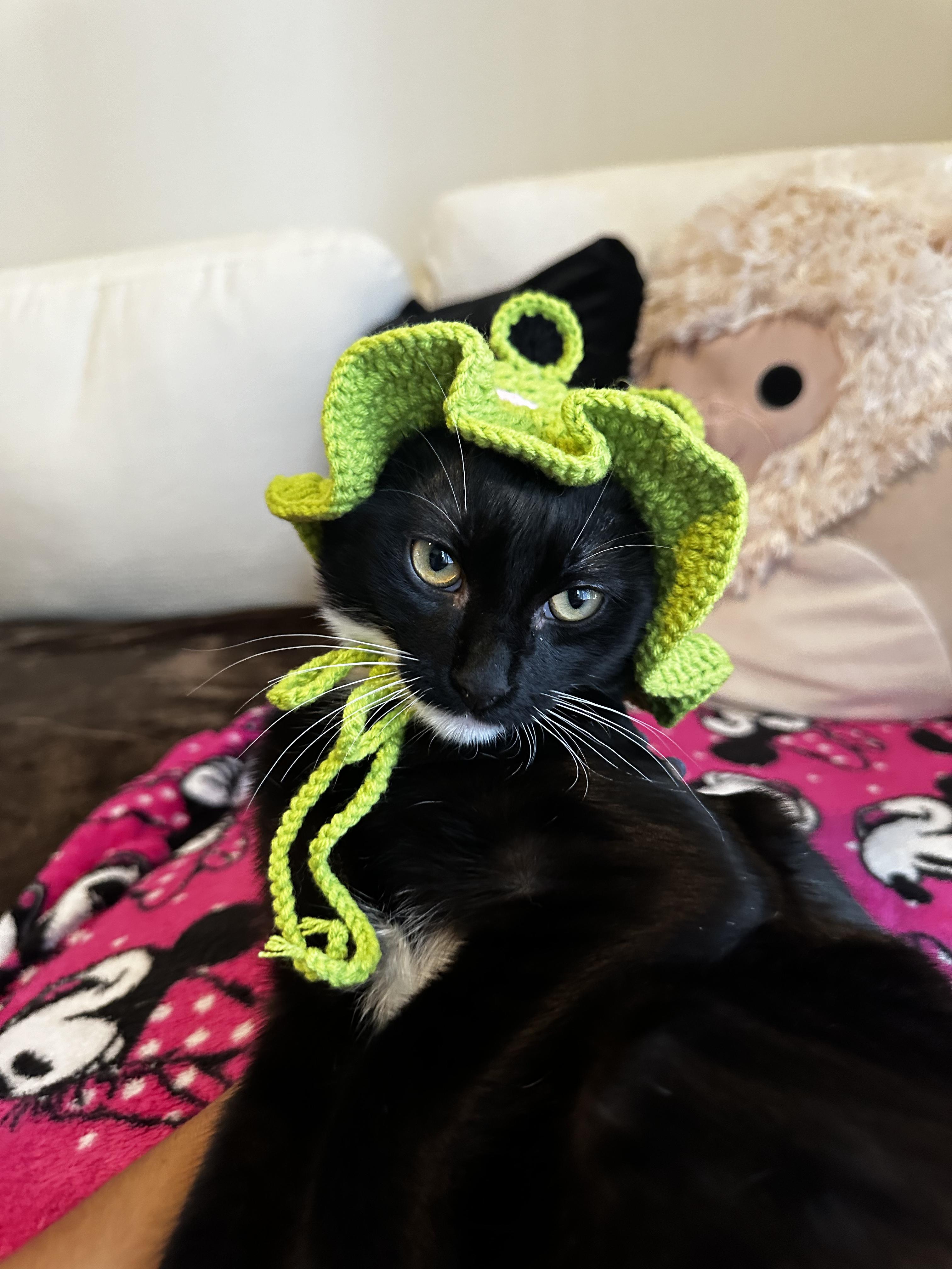 Enlarge Po, a Adopted American Shorthair in Coconut Creek, FL image 2/6