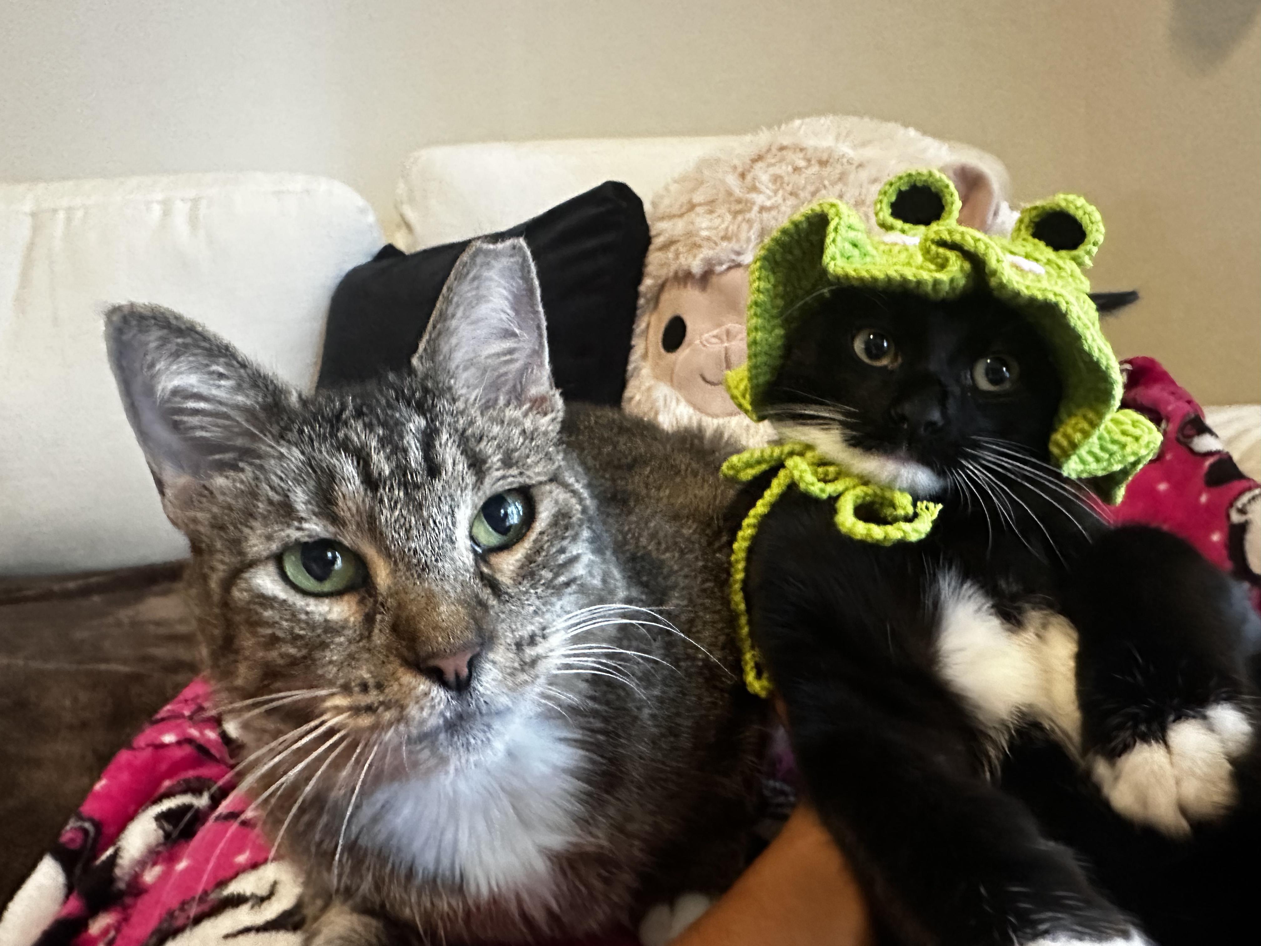 Enlarge Po, a Adopted American Shorthair in Coconut Creek, FL image 3/6