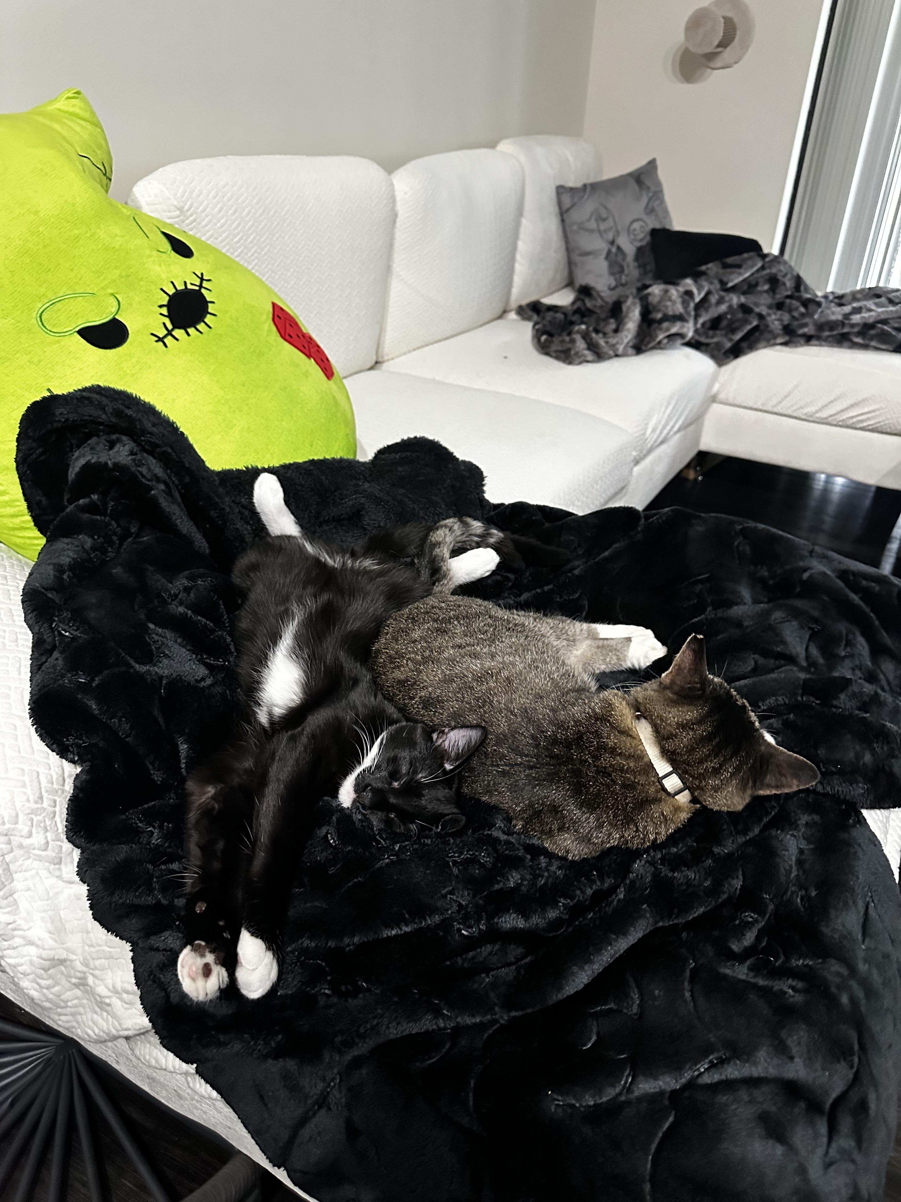 Enlarge Po, a Adopted American Shorthair in Coconut Creek, FL image 4/6