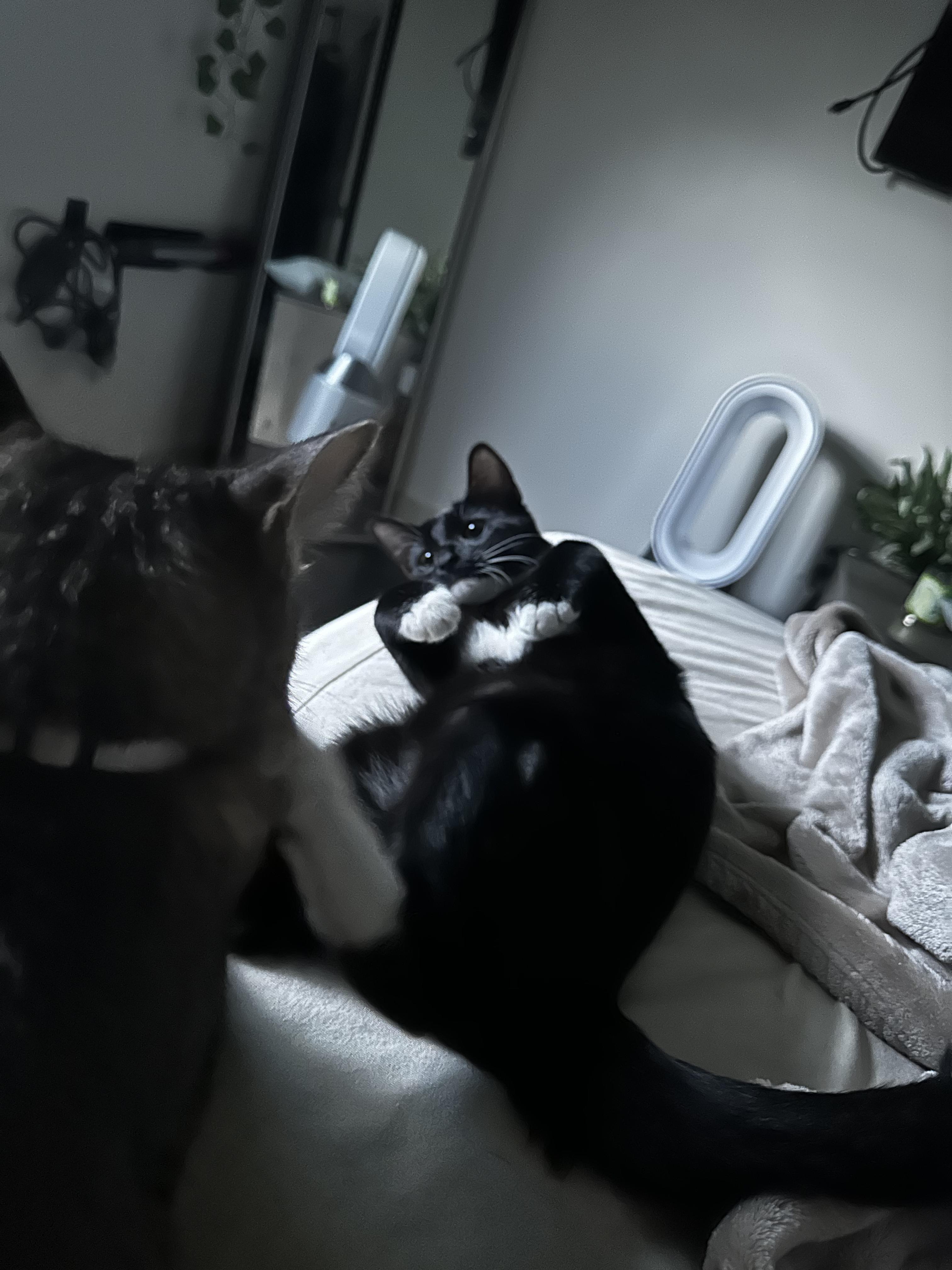 Enlarge Po, a Adopted American Shorthair in Coconut Creek, FL image 6/6