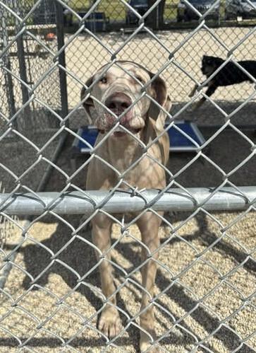 Enlarge Sven, a Adoptable Great Dane in Georgetown, OH image 1/1