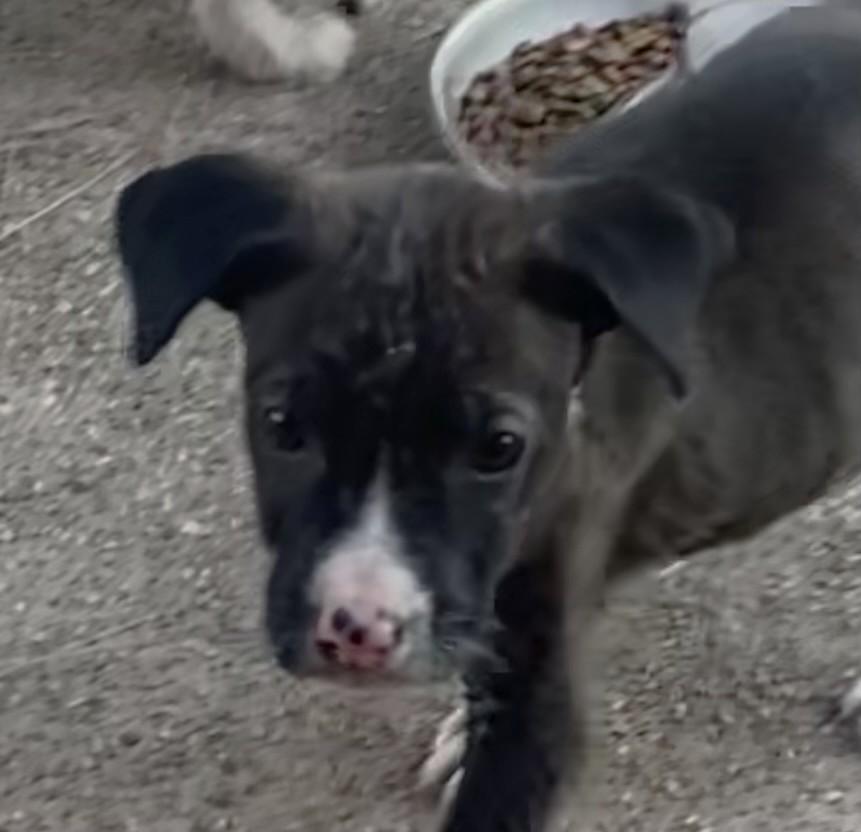 Zippy, ADOPTABLE, Young Male American Staffordshire Terrier & Bull Terrier.