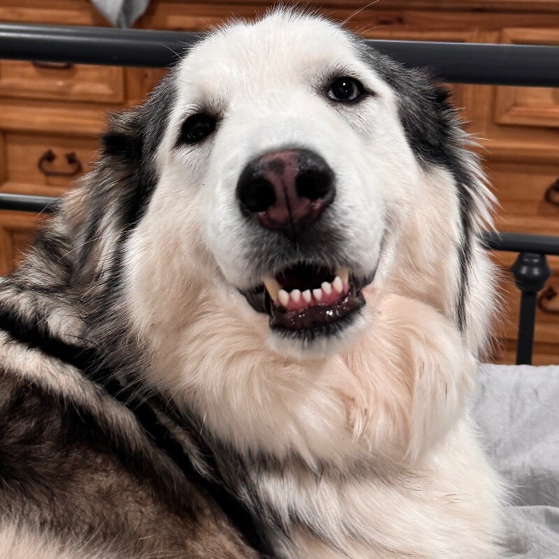 Dog for adoption Macy the Most Magnificent Girl, a Great Pyrenees