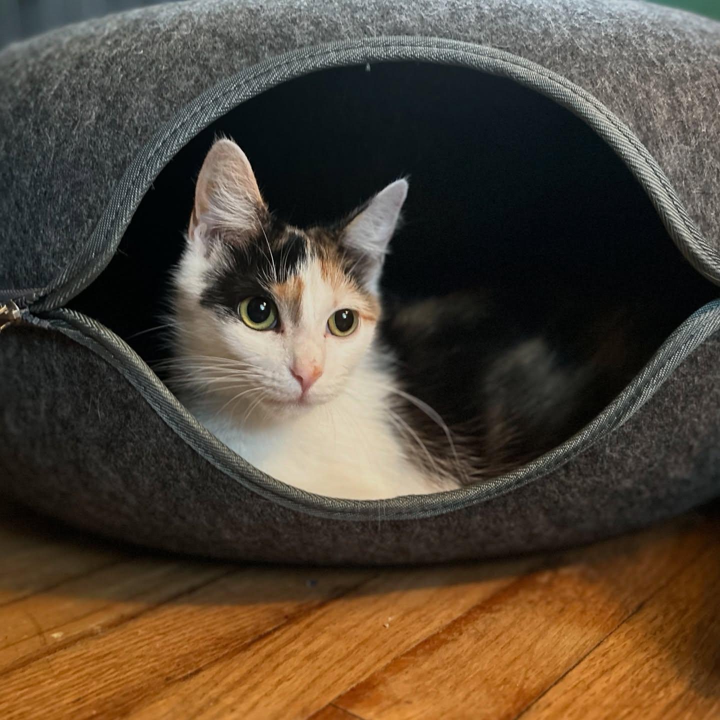 Enlarge Morel, a Adoptable Calico in McDonald, PA image 1/2