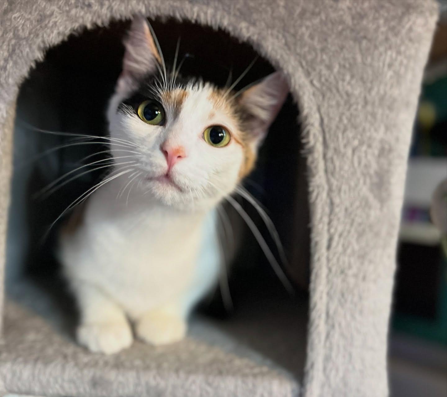 Enlarge Morel, a Adoptable Calico in McDonald, PA image 2/2