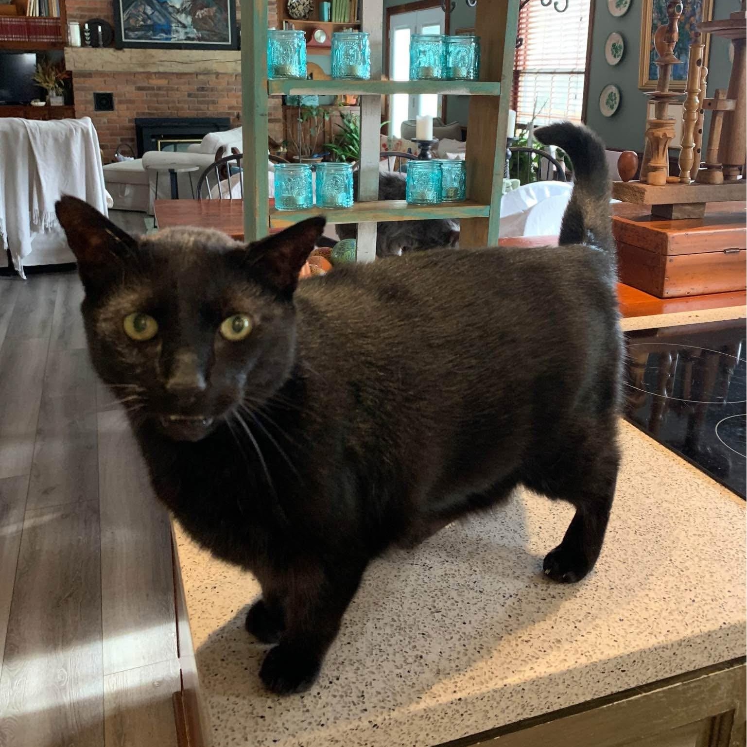 Bonded Pair - Noire and Phoebe, a Adoptable Domestic Short Hair in Richmond Hill, ON image 2/3