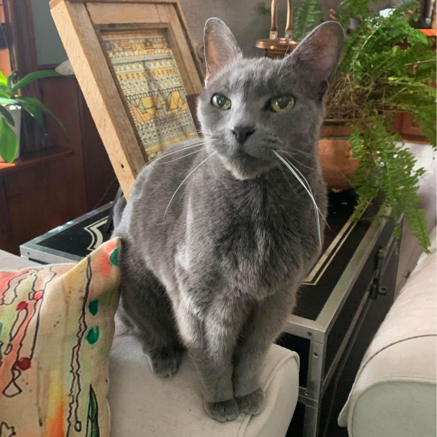 Bonded Pair - Noire and Phoebe, Adoptable, Senior Female Domestic Short Hair.