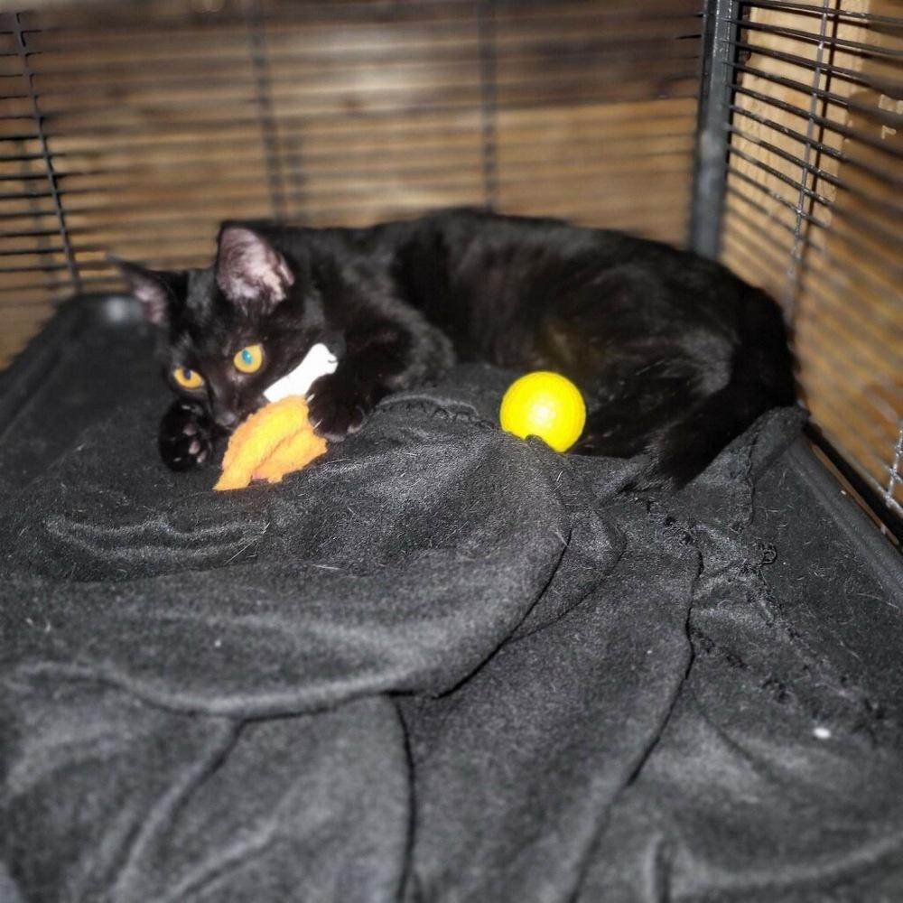 Licorice, Adoptable, Kitten Female Bombay & Domestic Short Hair.