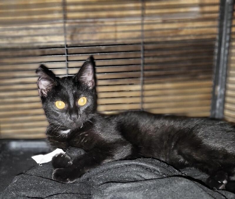 Licorice, a Adoptable mixed breed image 2/2