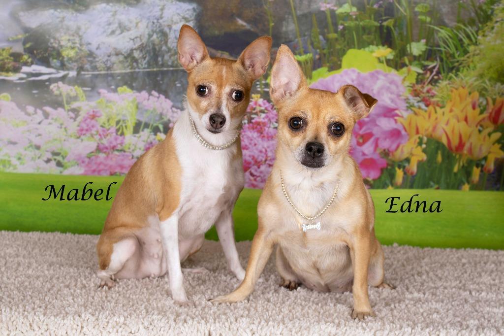 Mabel, Adoptable, Adult Female Chihuahua & Shepherd.