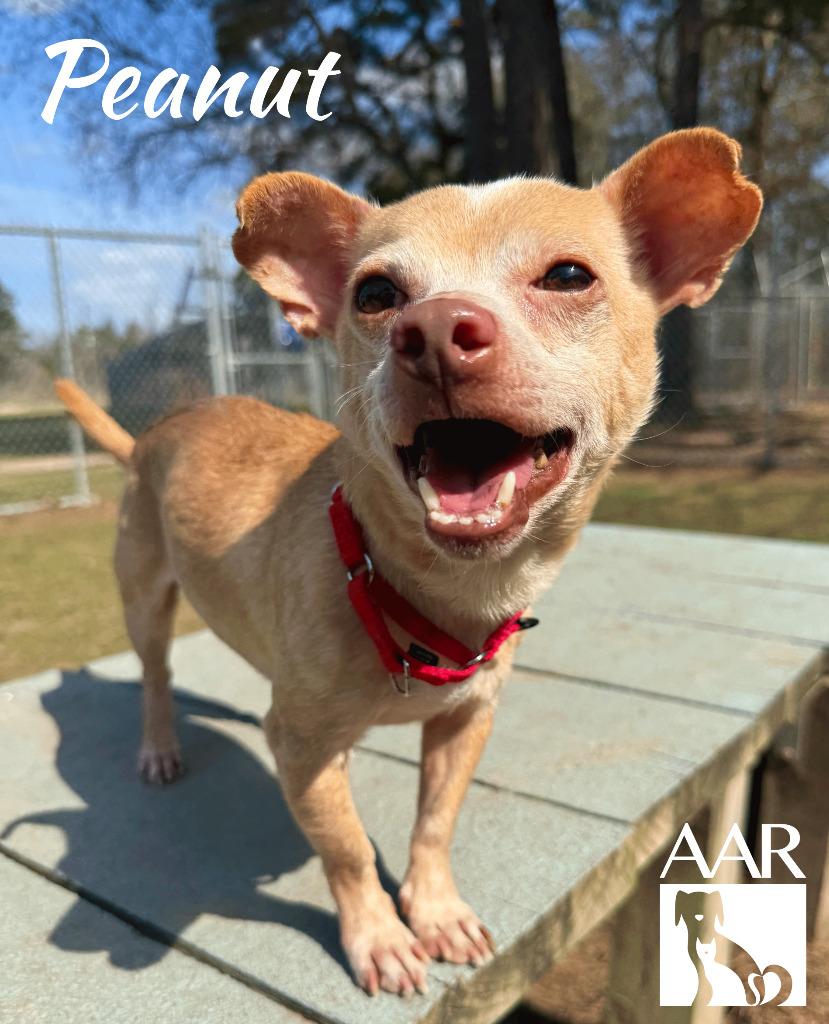 Enlarge Peanut, a Adoptable mixed breed in Magnolia, TX image 1/4