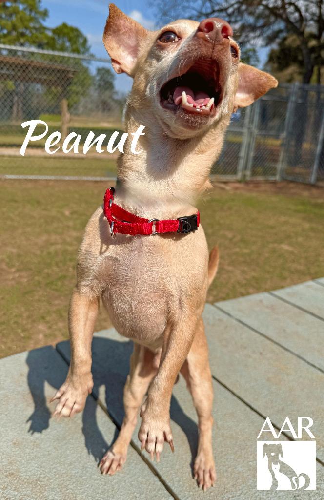 Enlarge Peanut, a Adoptable mixed breed in Magnolia, TX image 2/4