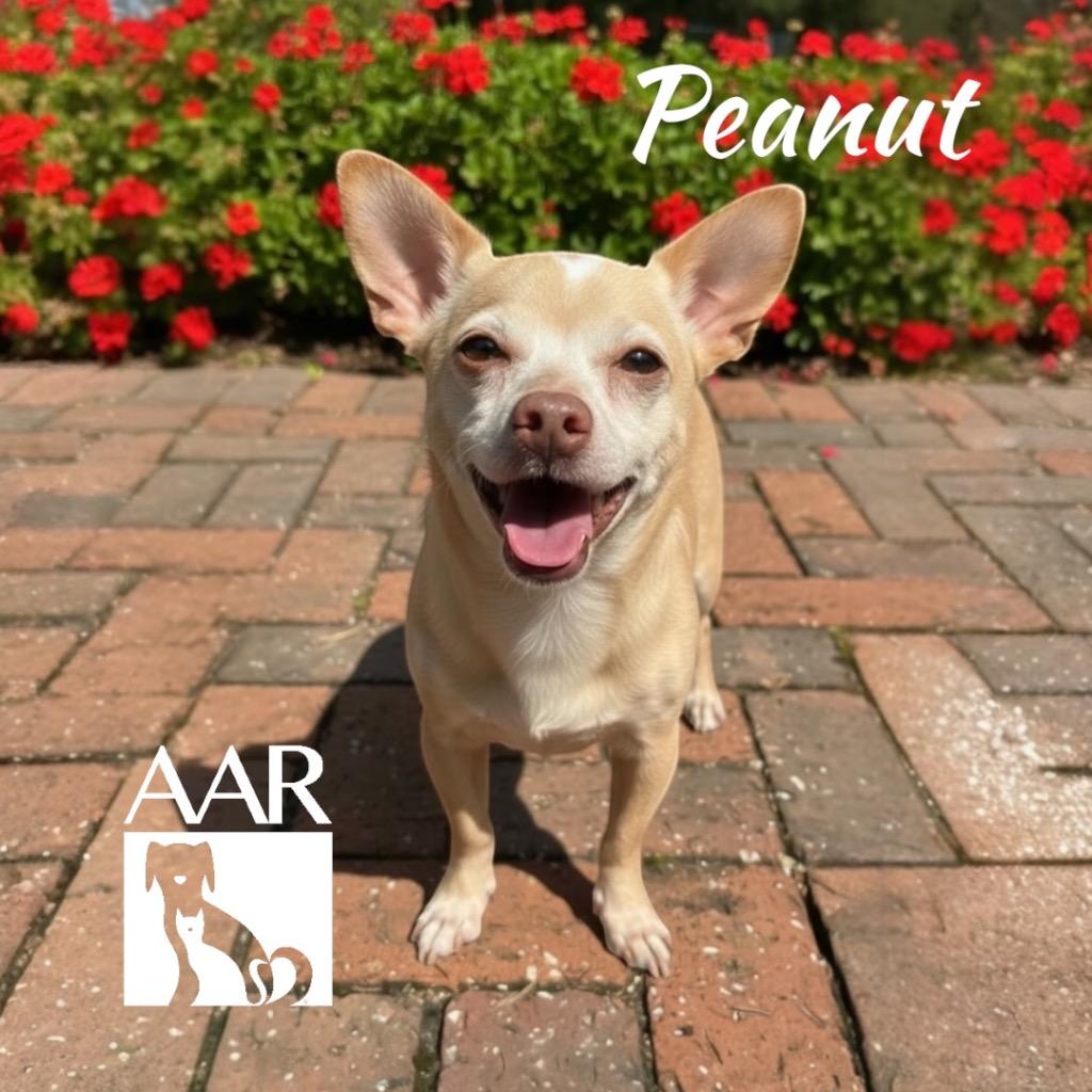 Enlarge Peanut, a Adoptable mixed breed in Magnolia, TX image 3/5