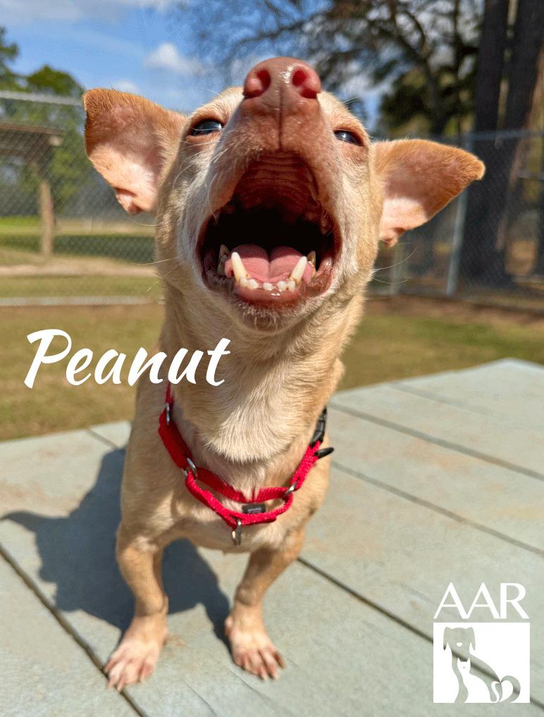 Enlarge Peanut, a Adoptable mixed breed in Magnolia, TX image 3/4