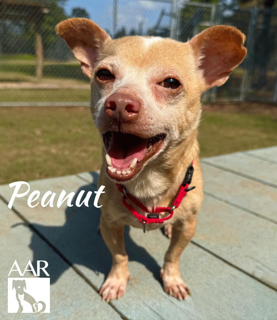 Enlarge Peanut, a Adoptable mixed breed in Magnolia, TX image 4/4
