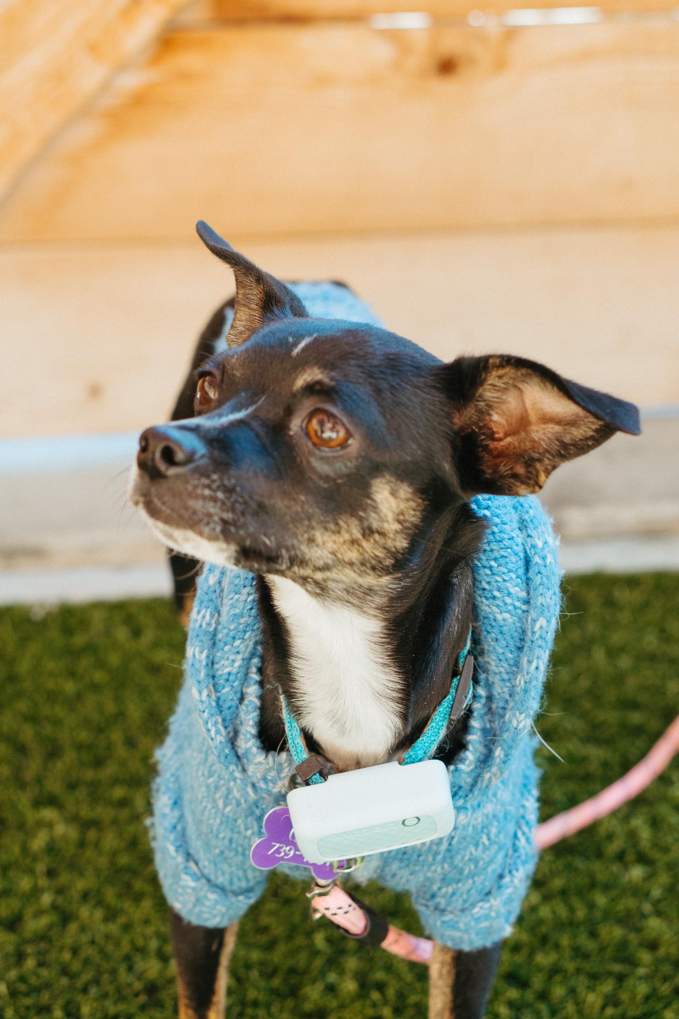 Wishka, a Adoptable mixed breed in Jackson, WY image 6/6