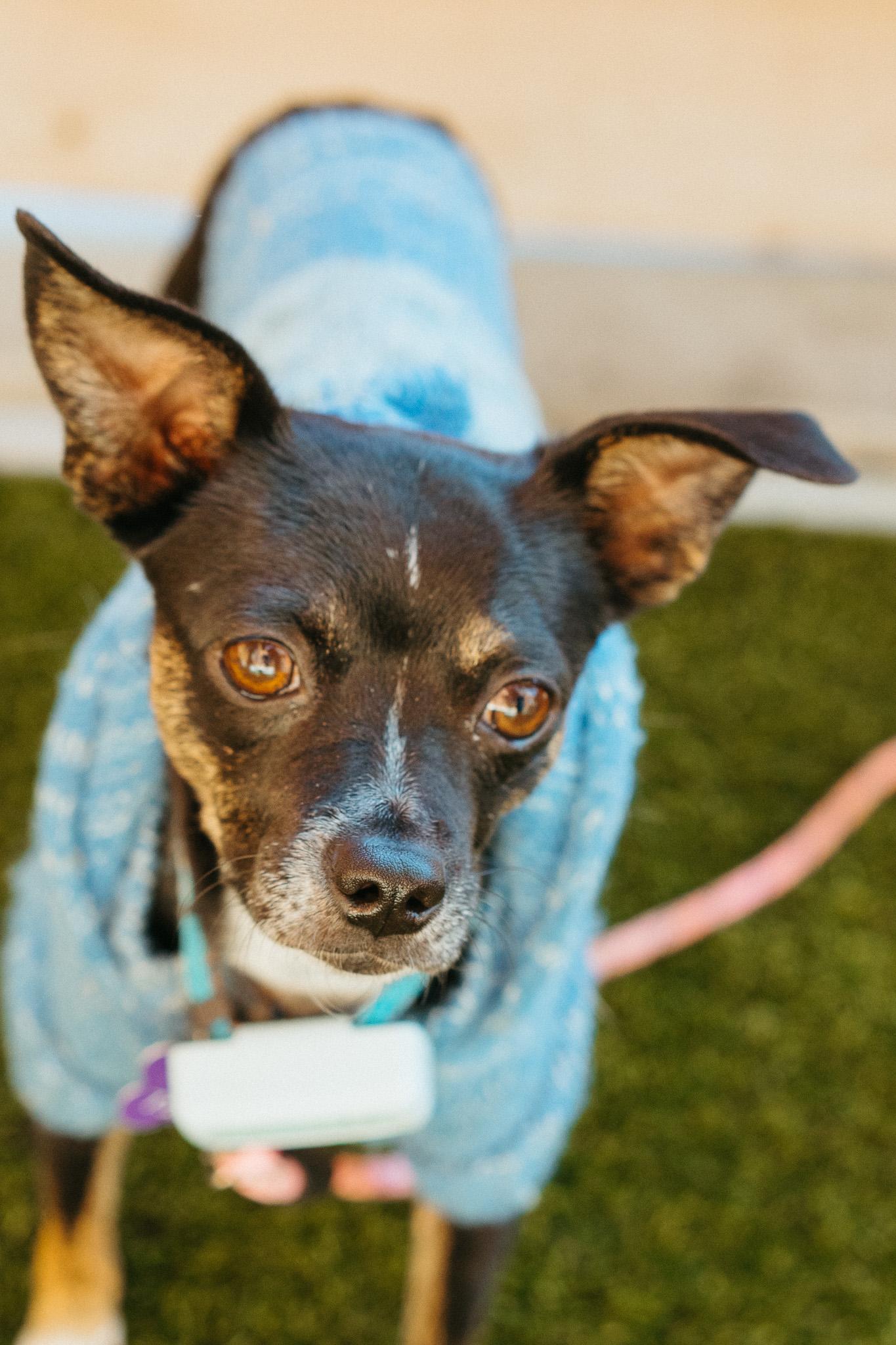 Wishka, a Adoptable mixed breed in Jackson, WY image 4/6