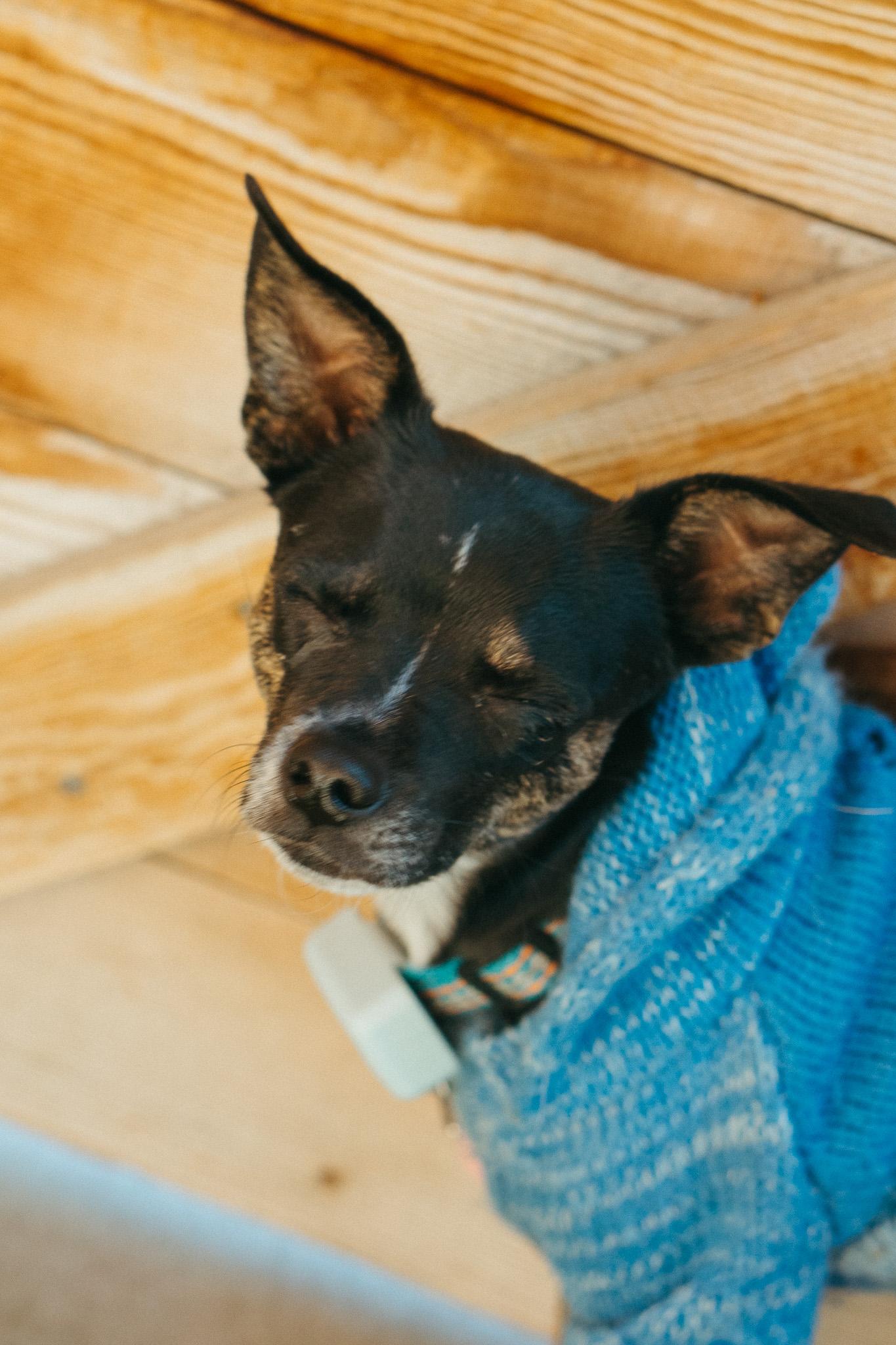 Wishka, a Adoptable mixed breed in Jackson, WY image 3/6