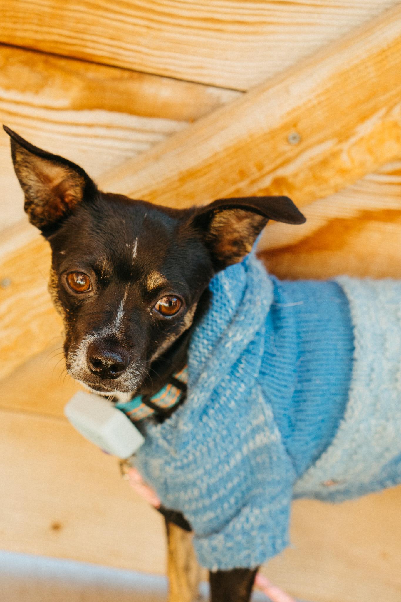 Wishka, a Adoptable mixed breed in Jackson, WY image 5/6