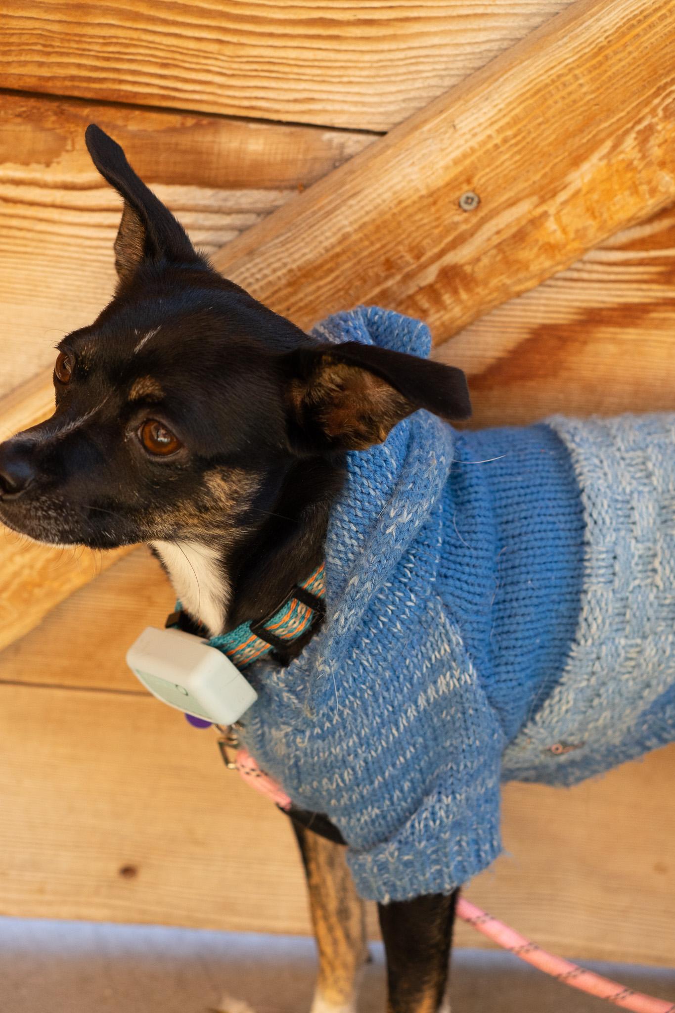 Wishka, a Adoptable mixed breed in Jackson, WY image 2/6