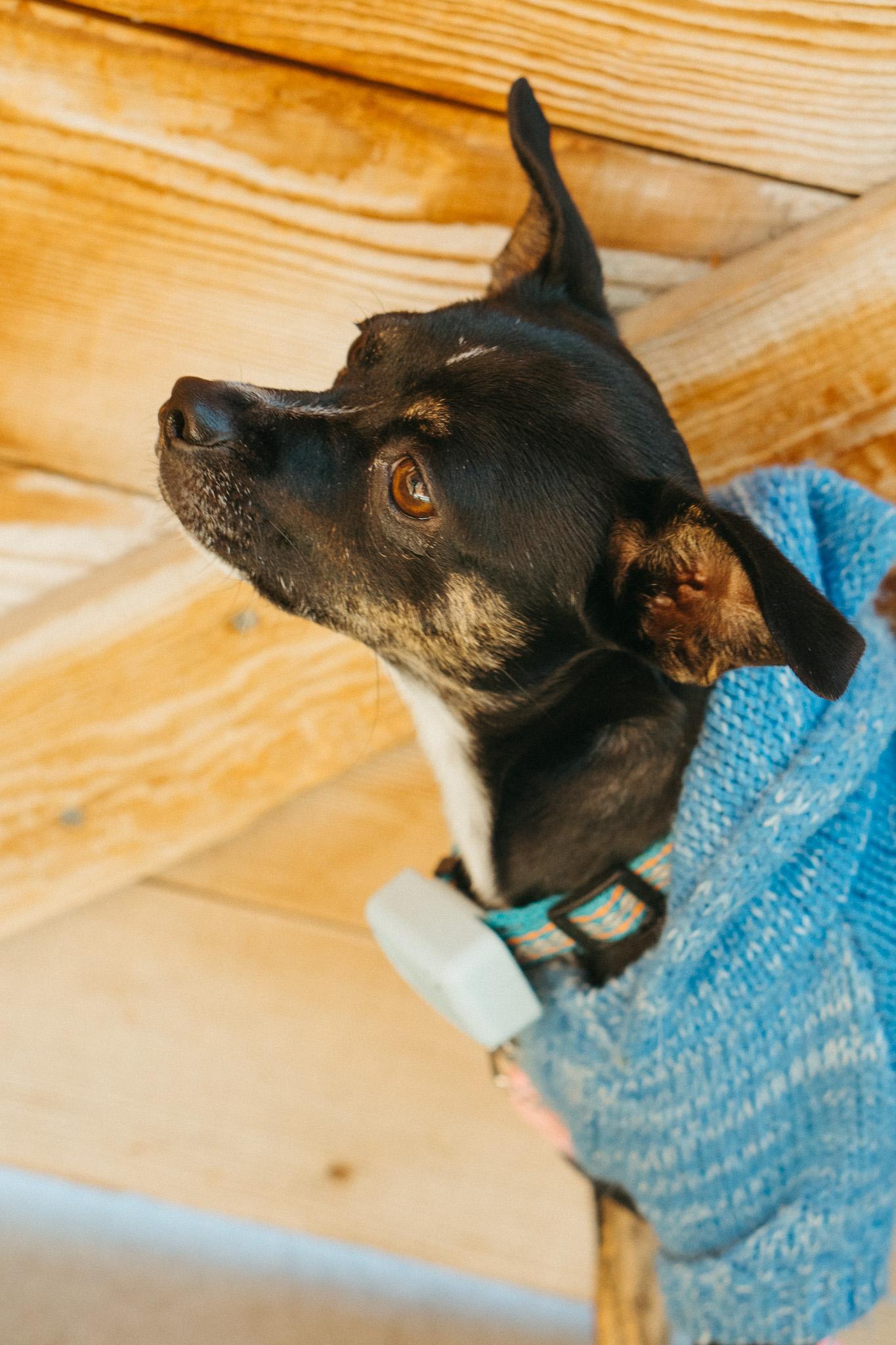 Wishka, a Adoptable mixed breed in Jackson, WY image 1/6