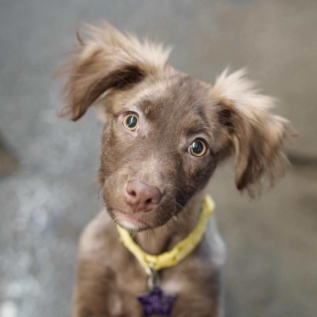 Pip, a Adoptable Mixed Breed in San Francisco, CA image 1/4