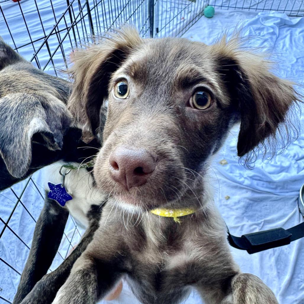Pip, a Adoptable Mixed Breed in San Francisco, CA image 2/4