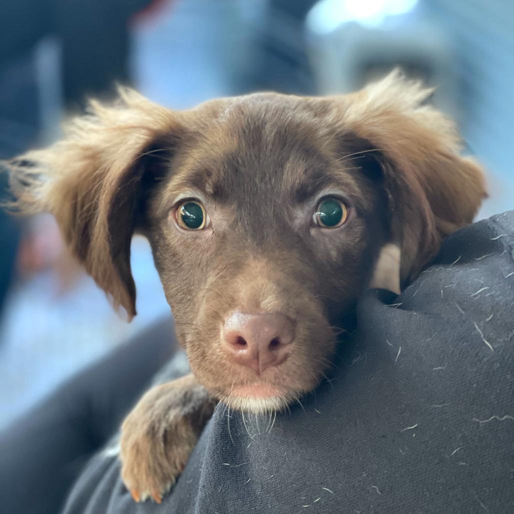 Pip, a Adoptable Mixed Breed in San Francisco, CA image 3/4