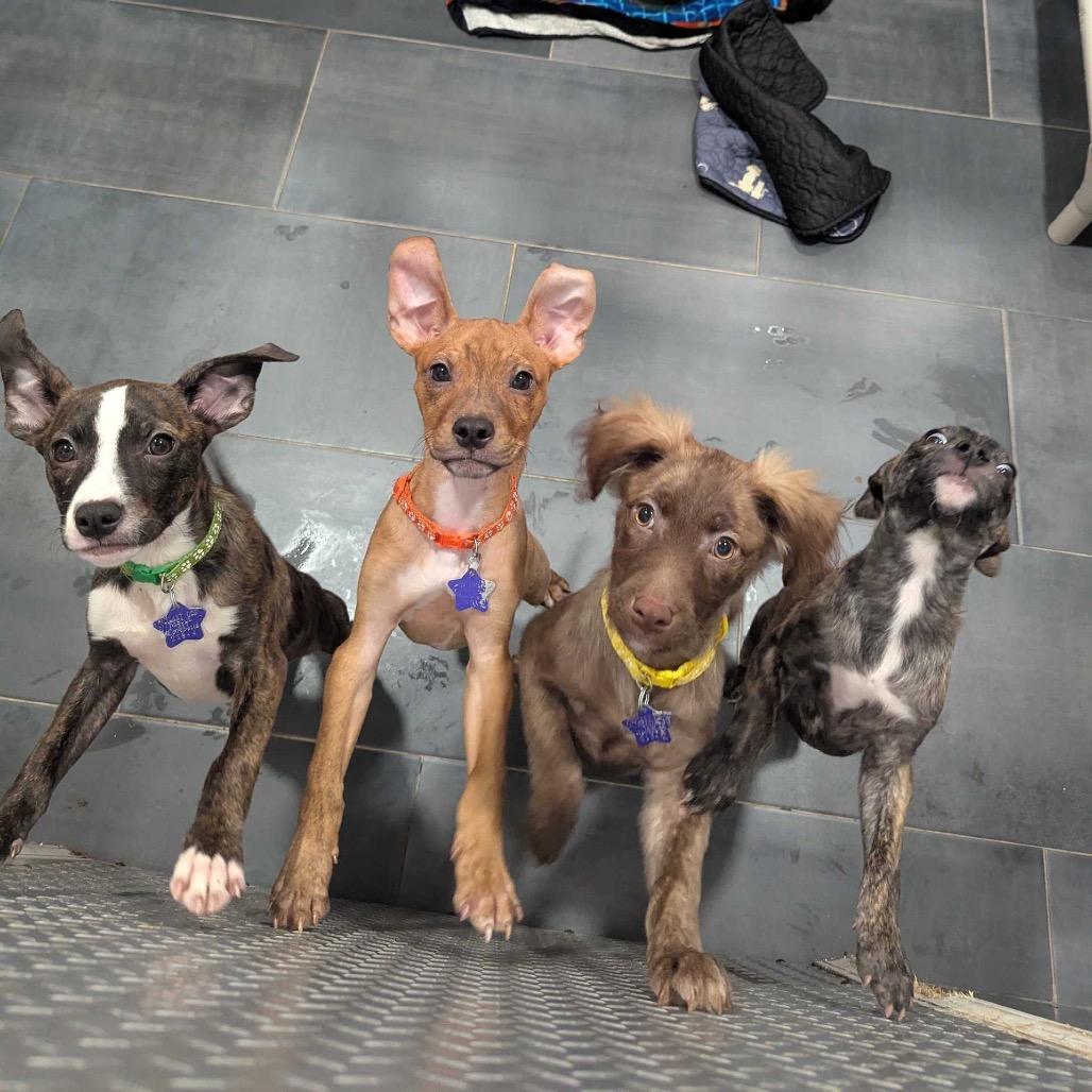 Pip, a Adoptable Mixed Breed in San Francisco, CA image 4/4