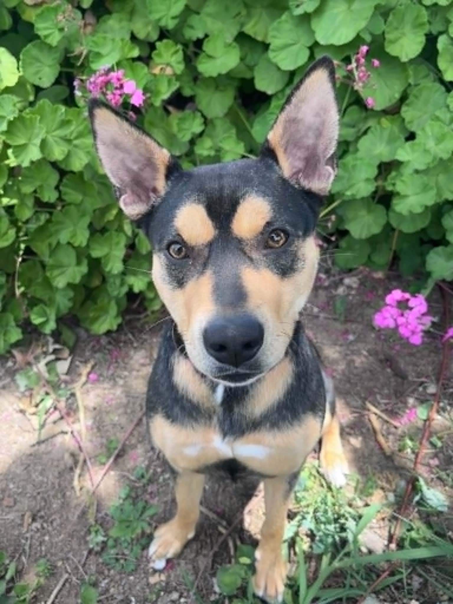 Sade, a ADOPTABLE mixed breed in Yuba City, CA image 2/4