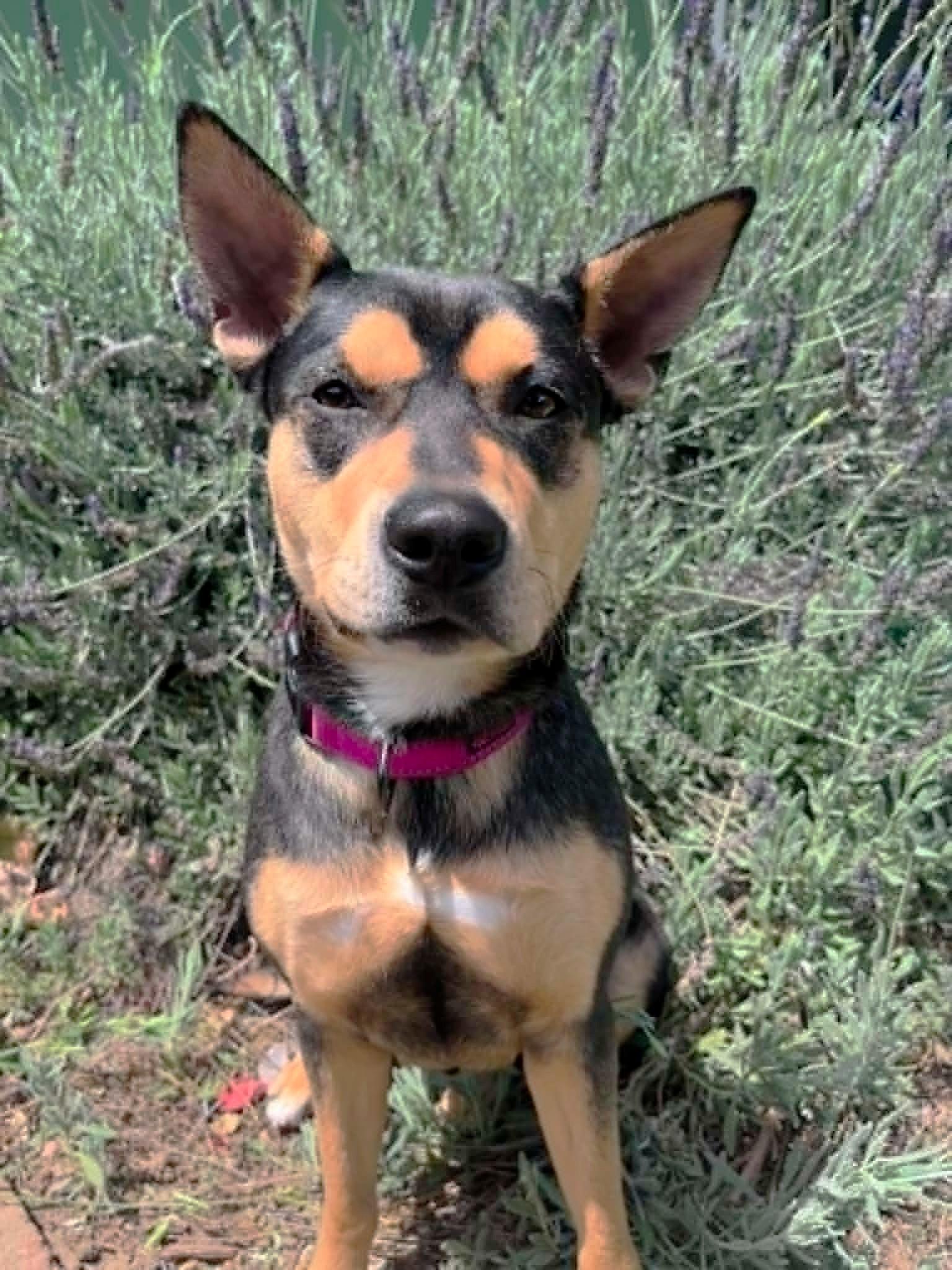Sade, a ADOPTABLE mixed breed in Yuba City, CA image 4/4