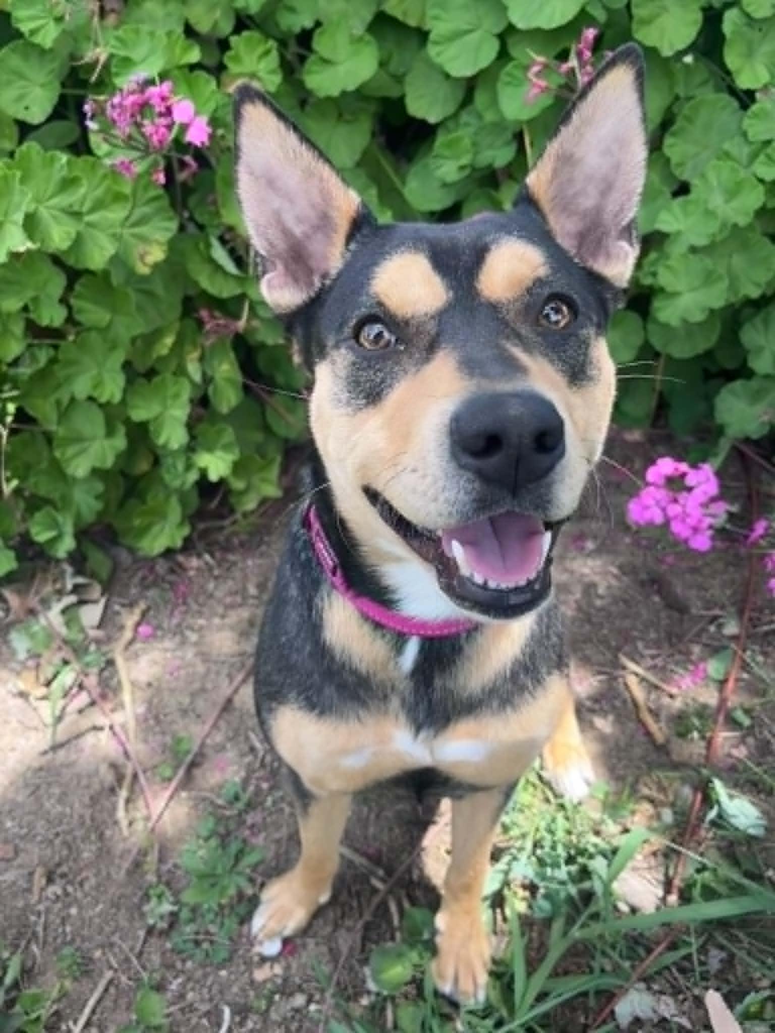 Sade, ADOPTABLE, Young Female Australian Kelpie.