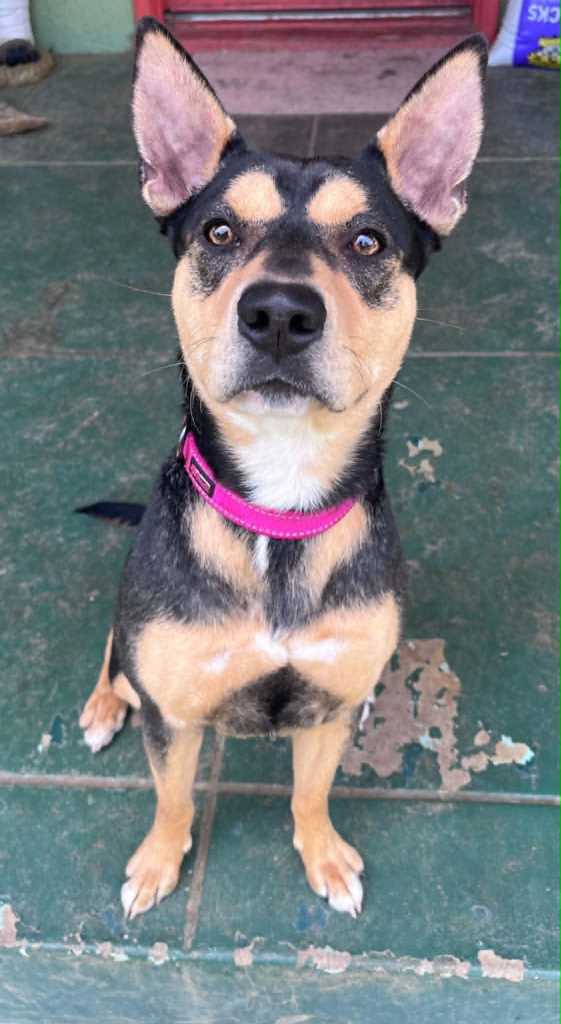Sade, a ADOPTABLE mixed breed in Yuba City, CA image 3/4