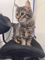 Gary, adopted, Young Male Domestic Medium Hair.