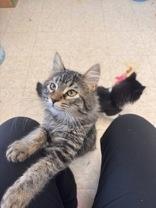Enlarge Gary, an adopted Domestic Medium Hair in Potsdam, NY image 3/3