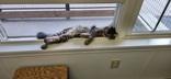 Enlarge Gary, an adopted Domestic Medium Hair in Potsdam, NY image 2/3