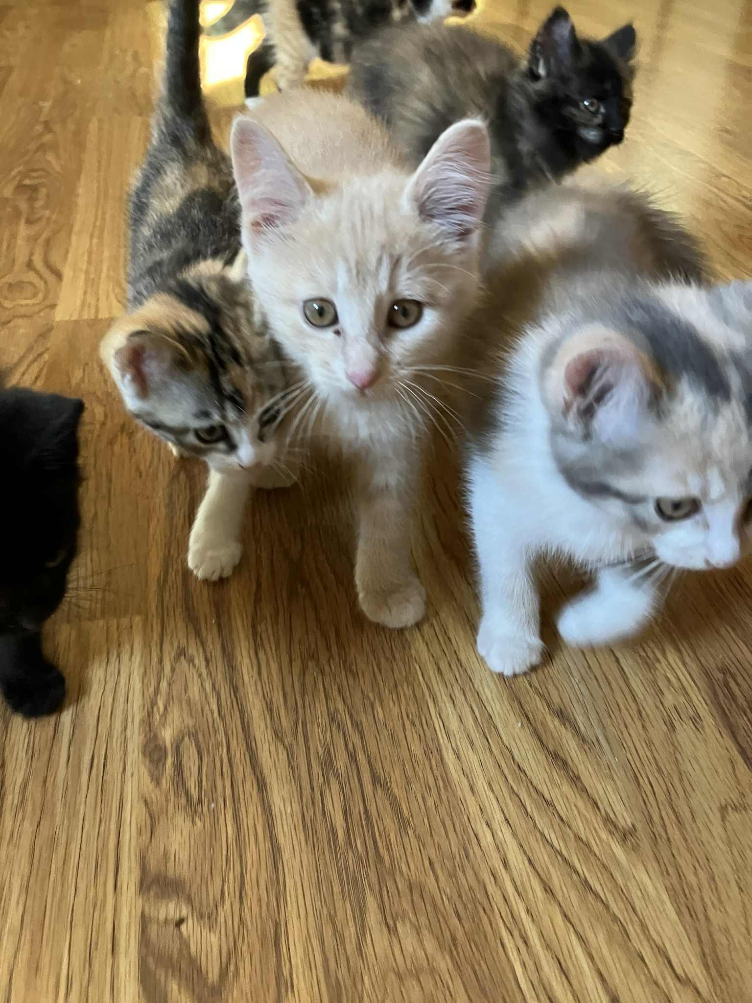 Enlarge Scotty, a Adopted Domestic Short Hair in Midland, MI image 1/3