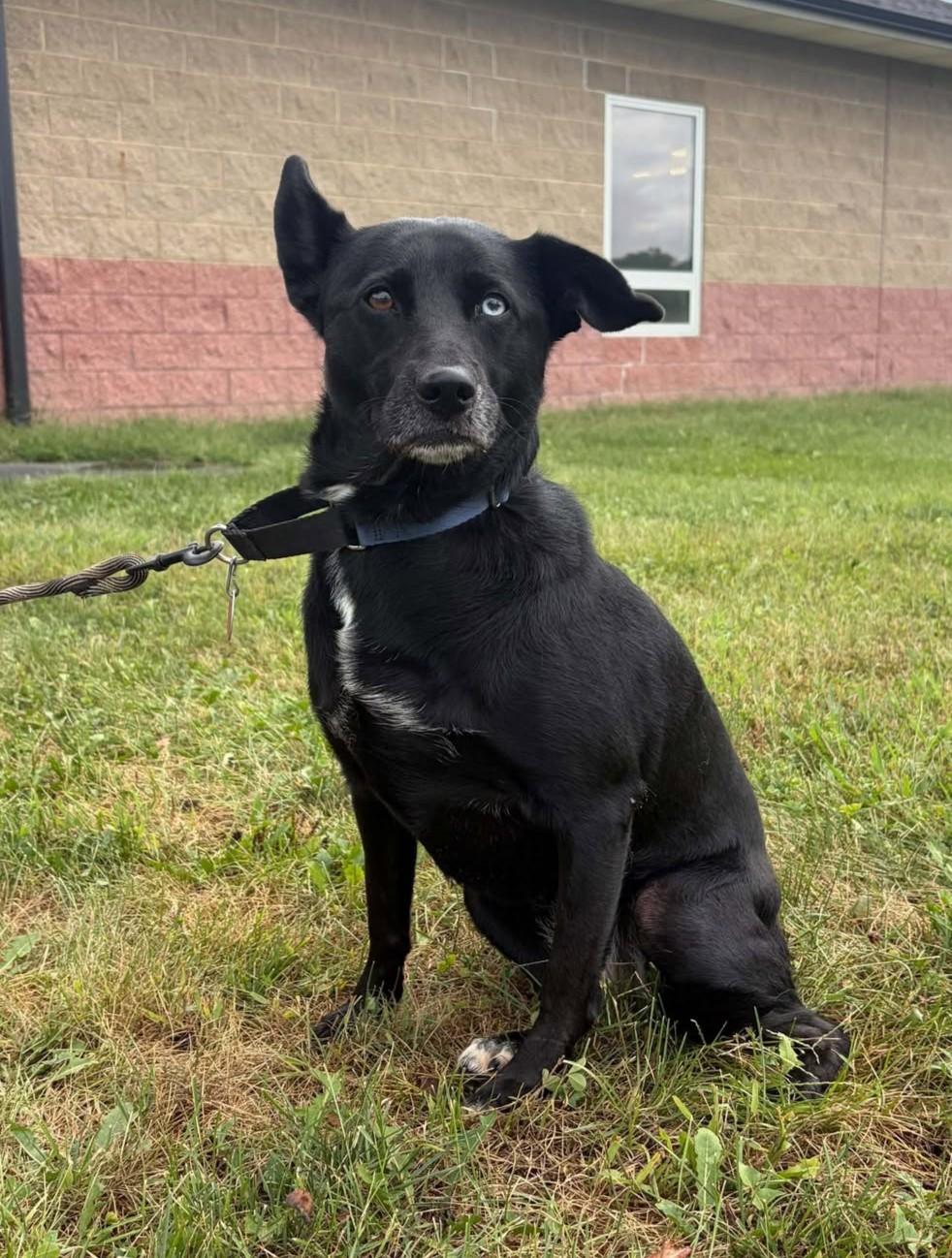Sassy, Adoptable, Adult Female Labrador Retriever.