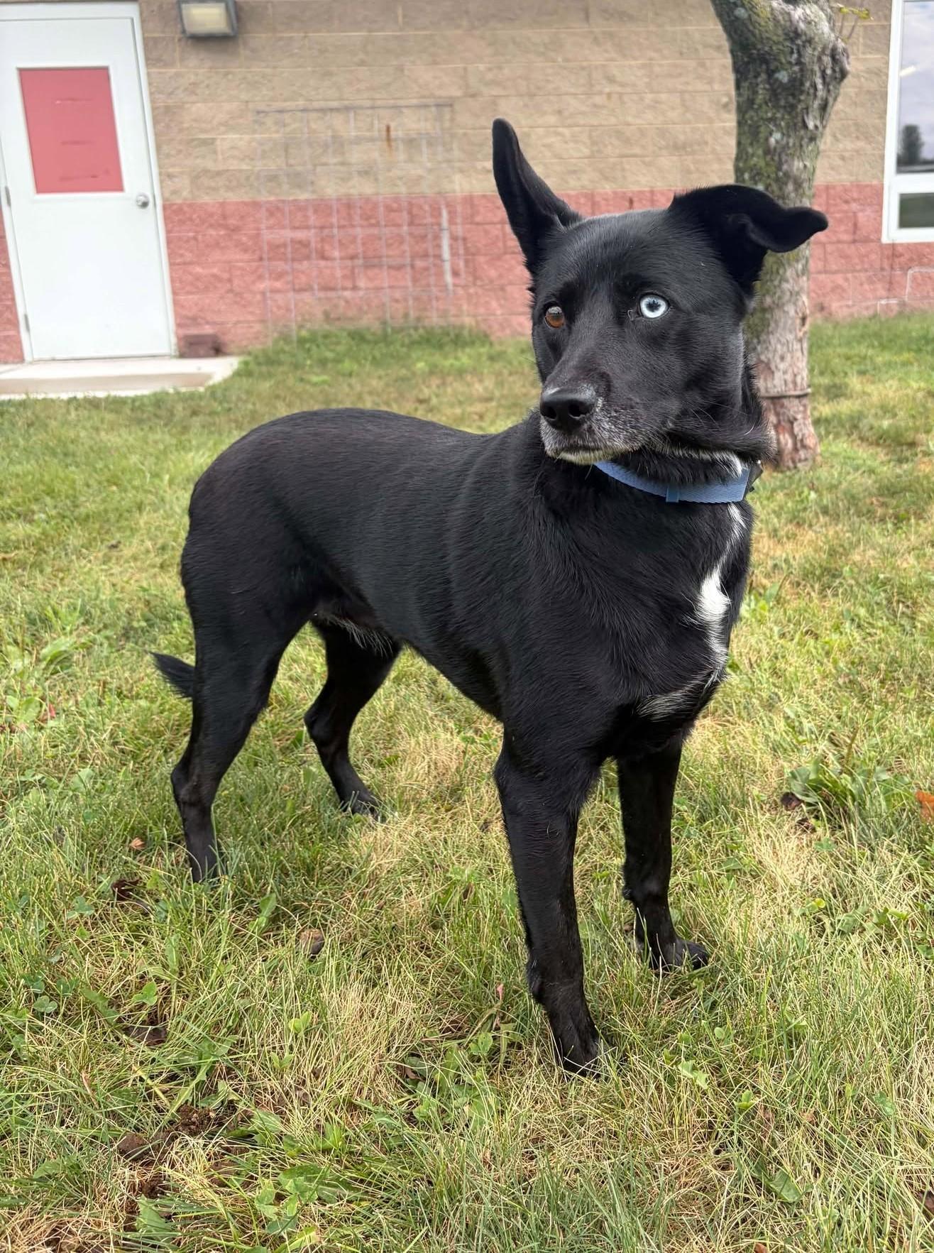 Enlarge Sassy, a Adoptable mixed breed in Maryville, MO image 2/3