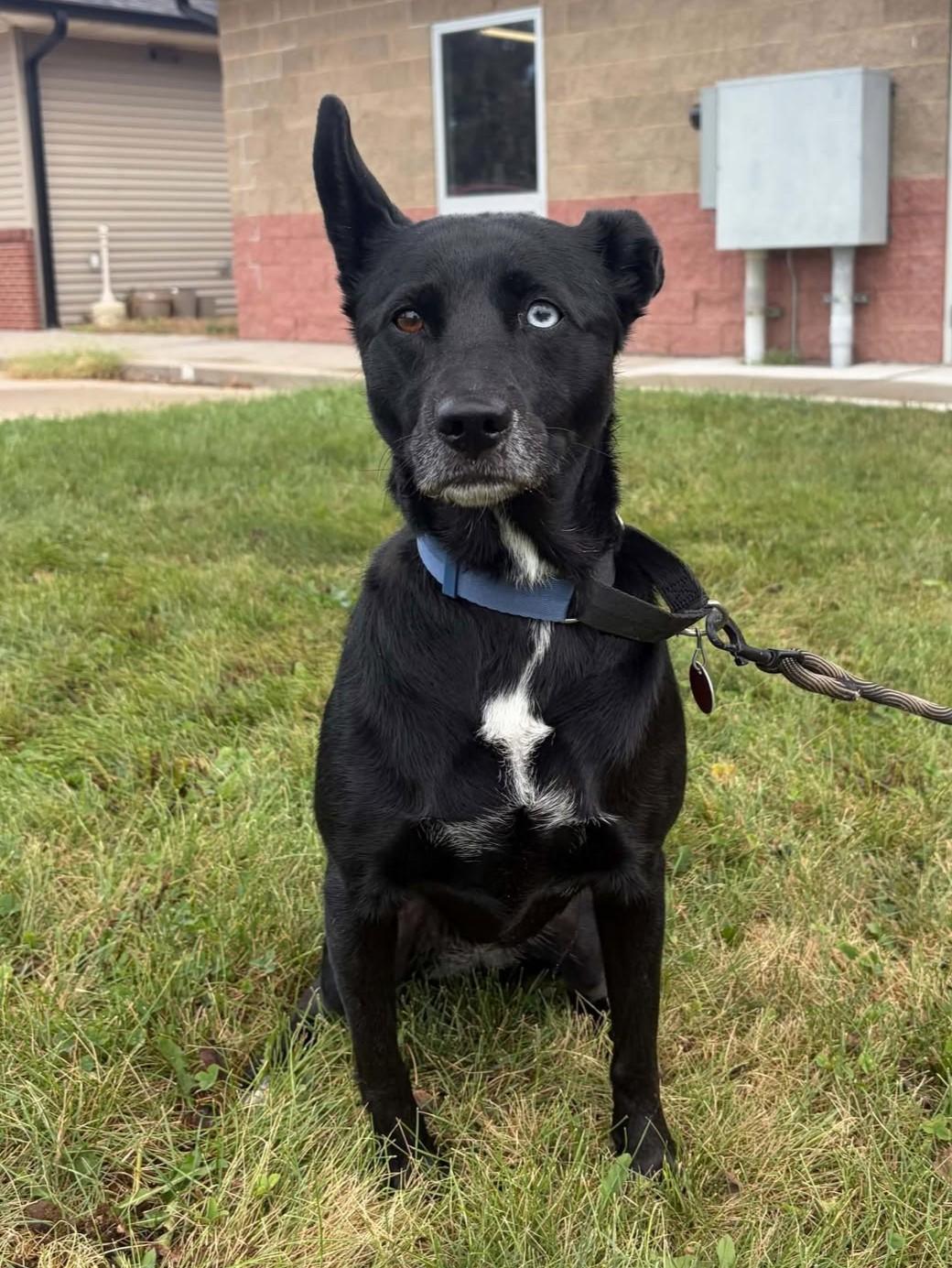 Enlarge Sassy, a Adoptable mixed breed in Maryville, MO image 3/3