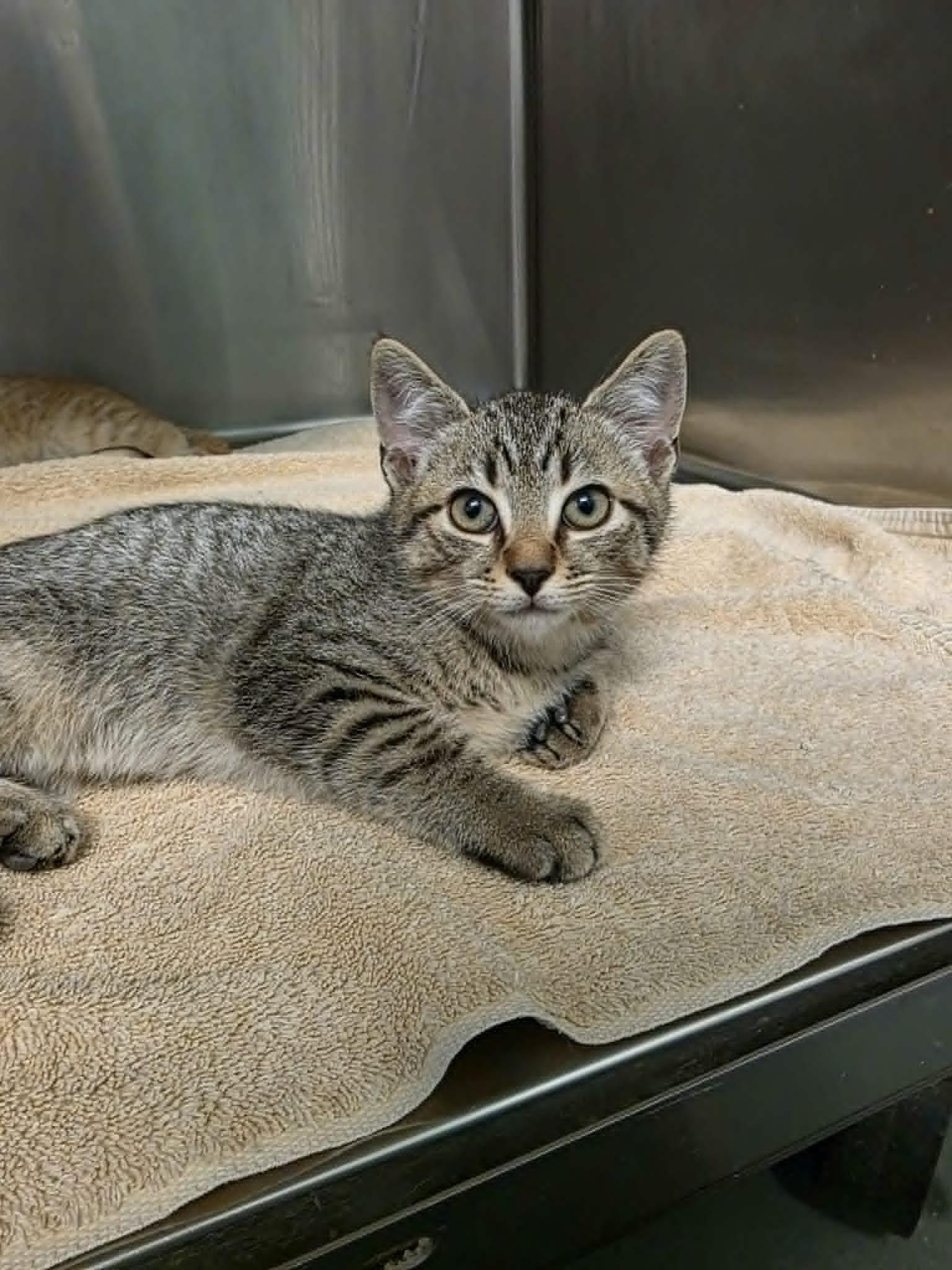 Enlarge Michael, a ADOPTABLE Domestic Short Hair in Umatilla, FL image 1/2