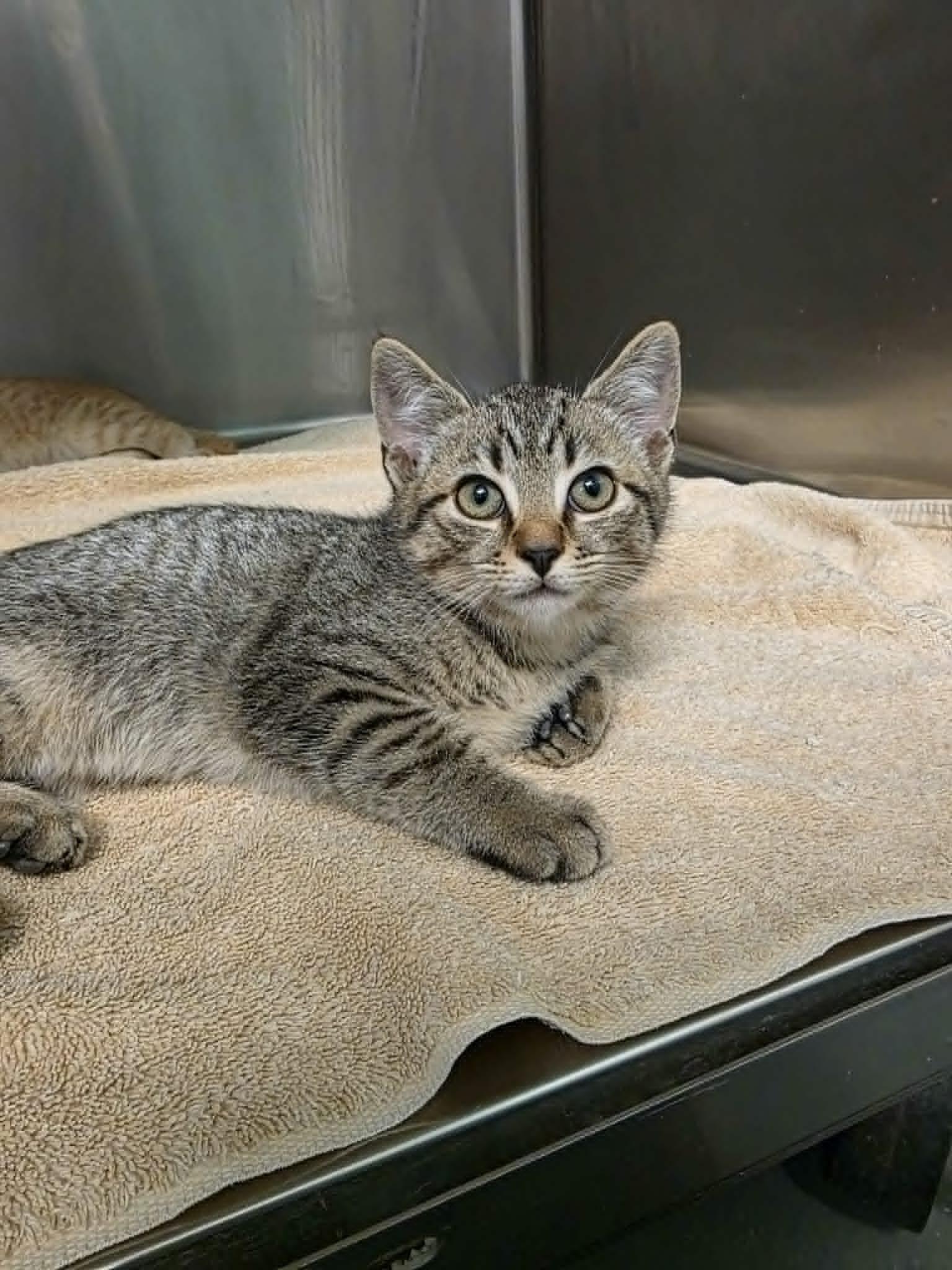 Enlarge Michael, a ADOPTABLE Domestic Short Hair in Umatilla, FL image 2/2