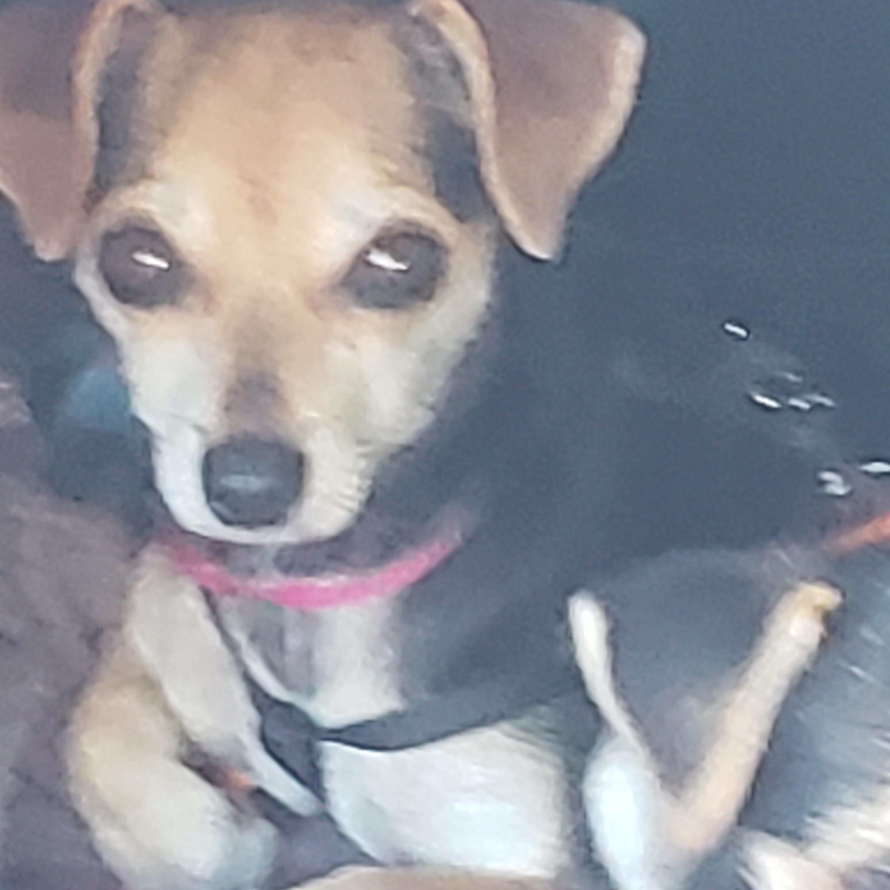 Enlarge Honey, a Adoptable Terrier in Murphys, CA image 1/2